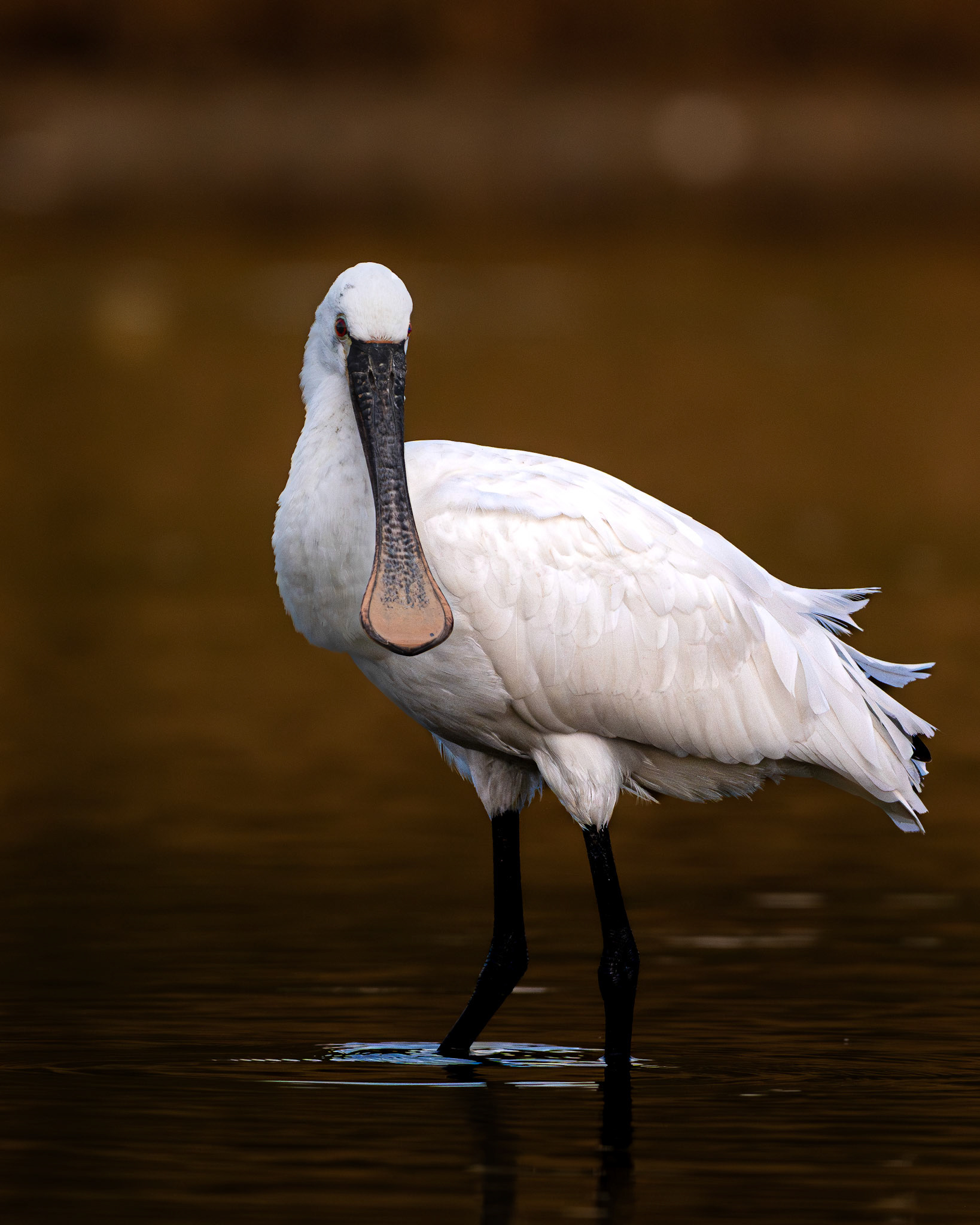 Spatule blanche - Platalea leucorodia - Eurasian Spoonbill