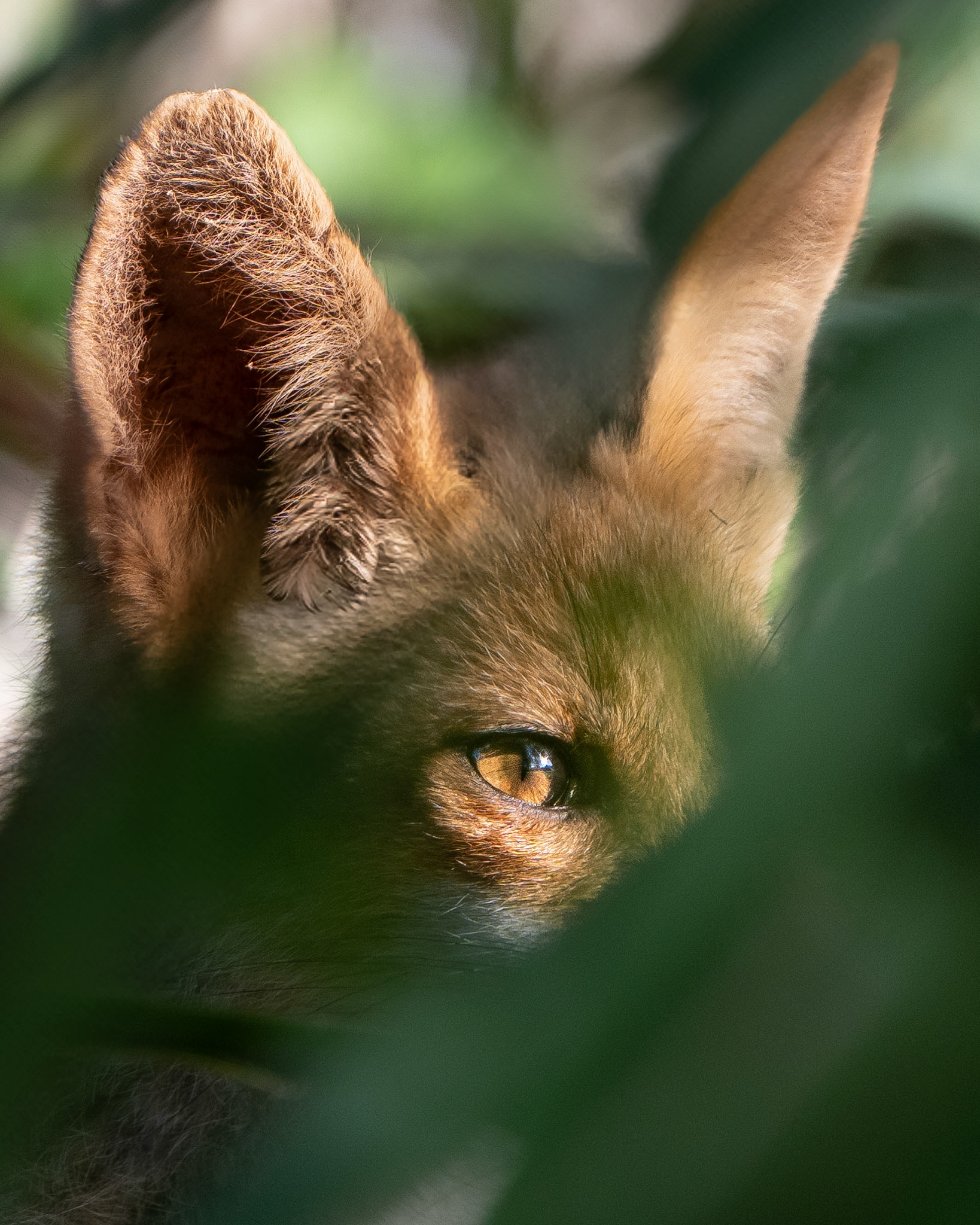 Renard roux - Vulpes vulpes - European red fox