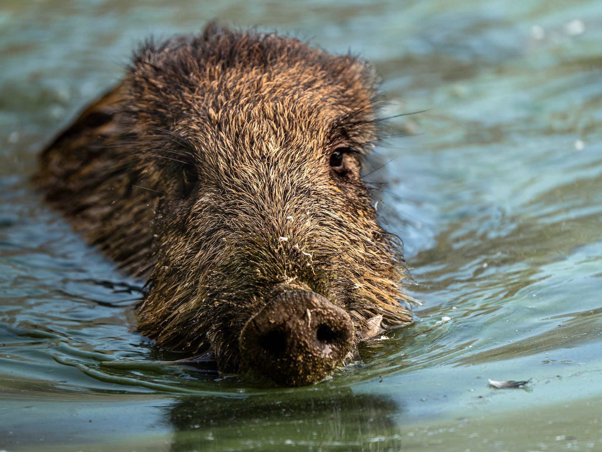 Sanglier d'Europe - Sus scrofa - Wild boar