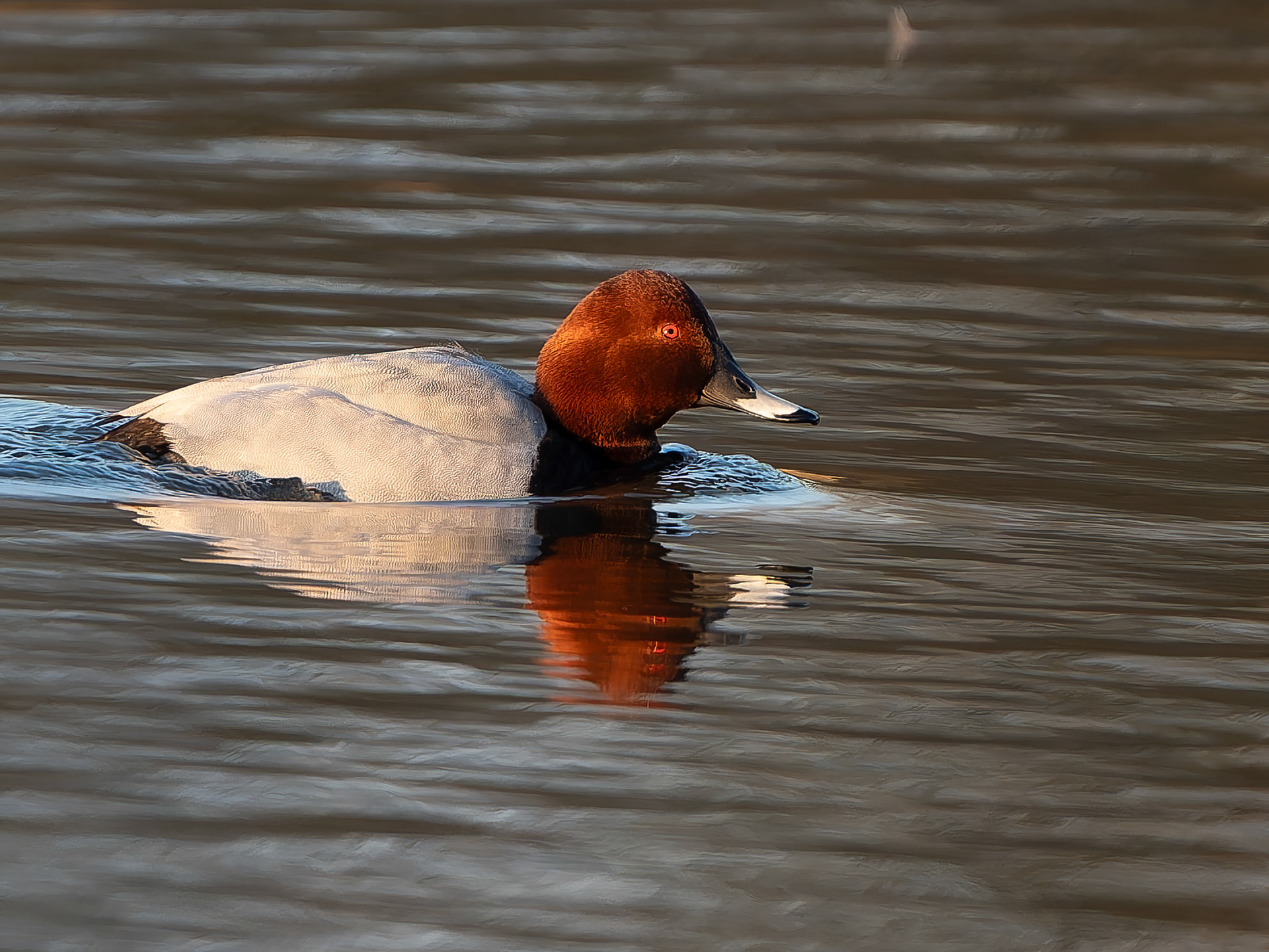 Fuligule milouin- Aythya ferina - Common Pochard