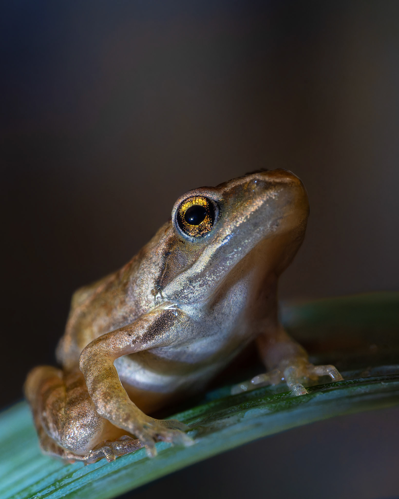 Grenouille agile - Rana dalmatina - Agile frog
