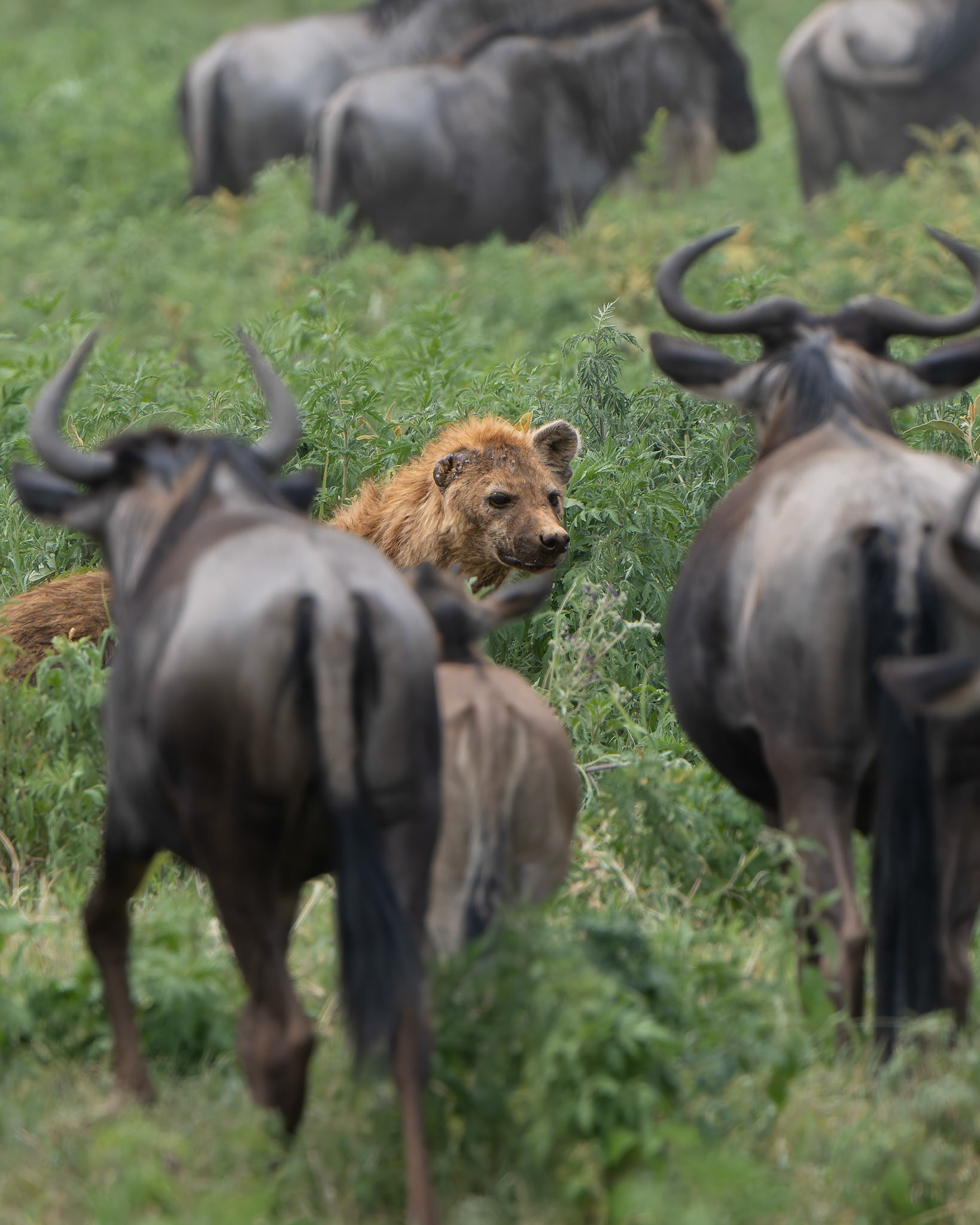 Hyène tachetée - Crocuta crocuta - Spotted hyena