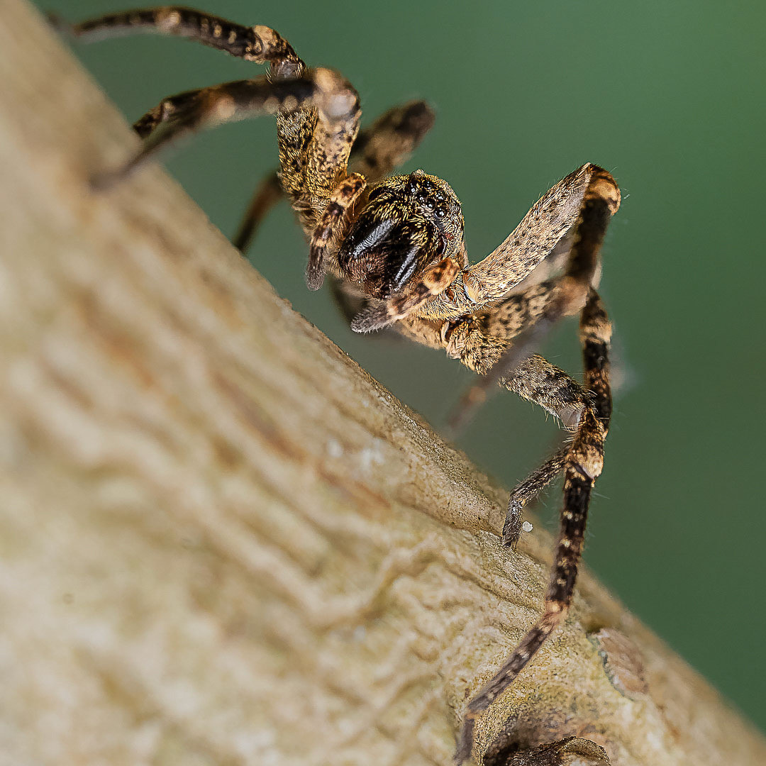 Zoropse à pattes épineuses - Zoropsis spinimana  - Mediterranean Spiny False Wolf Spider