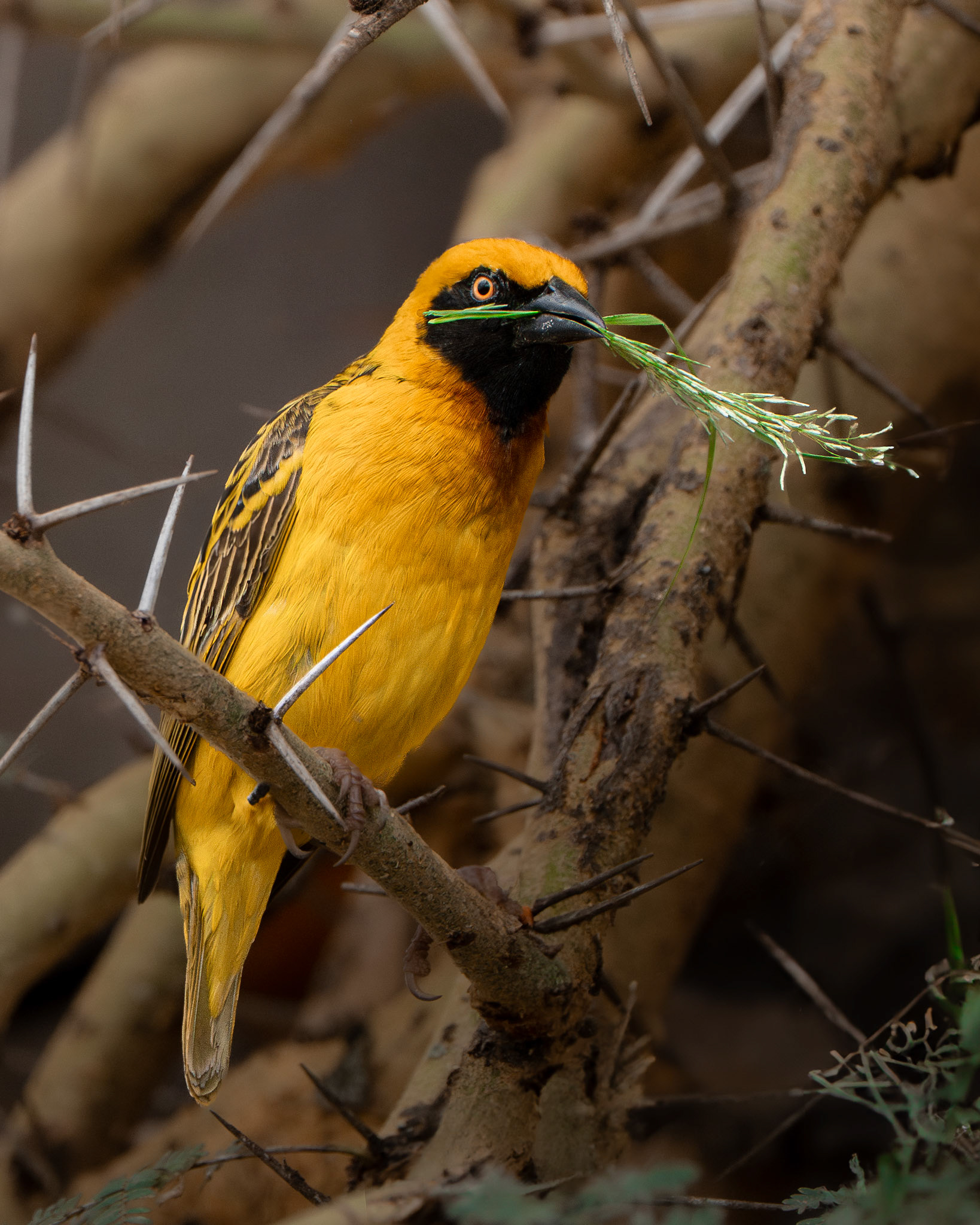 Tisserin de Speke - Ploceus spekei - Speke's Weaver