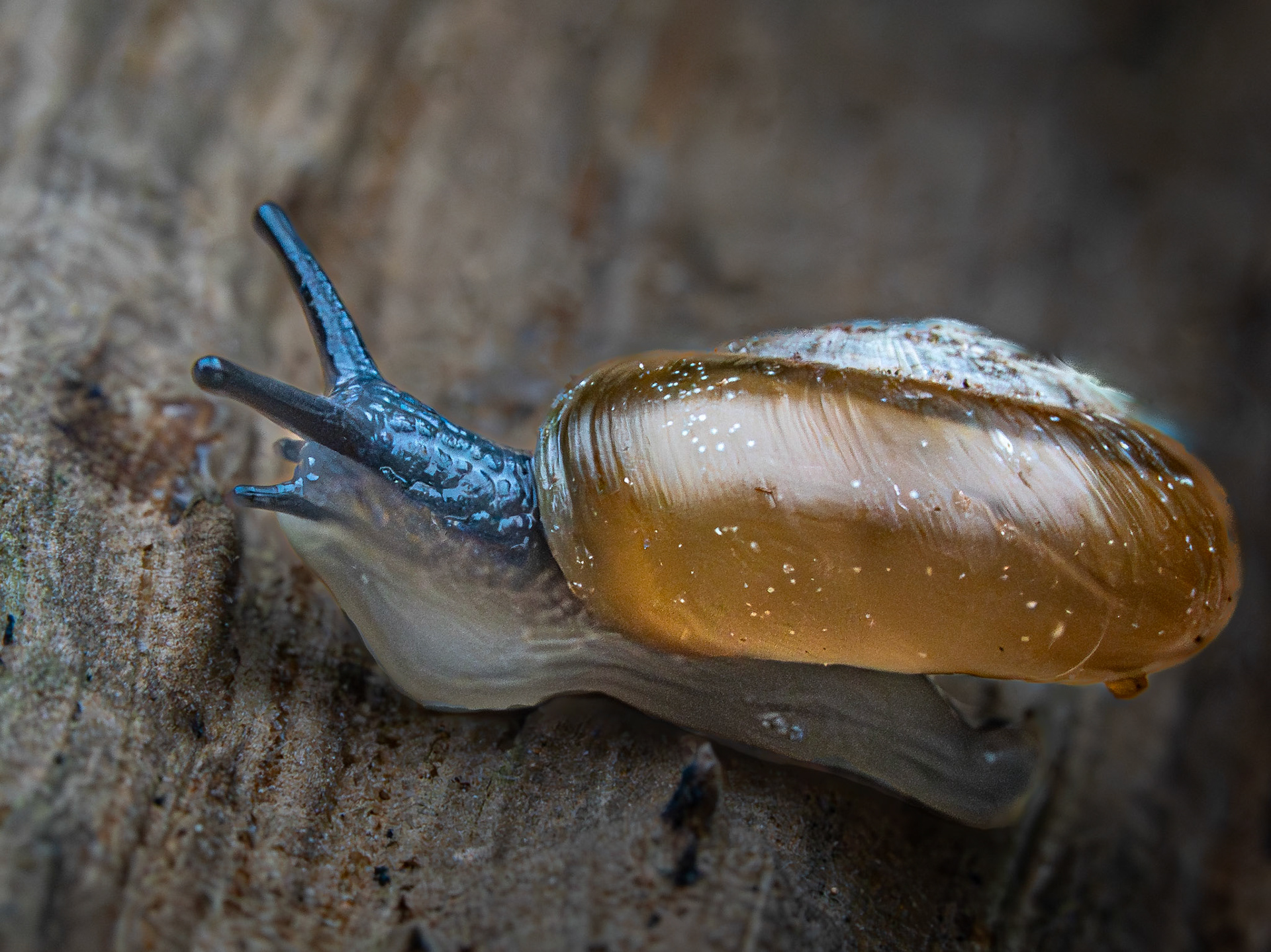 Grande luisantine - Aegopinella nitidulla - Smooth glassnail