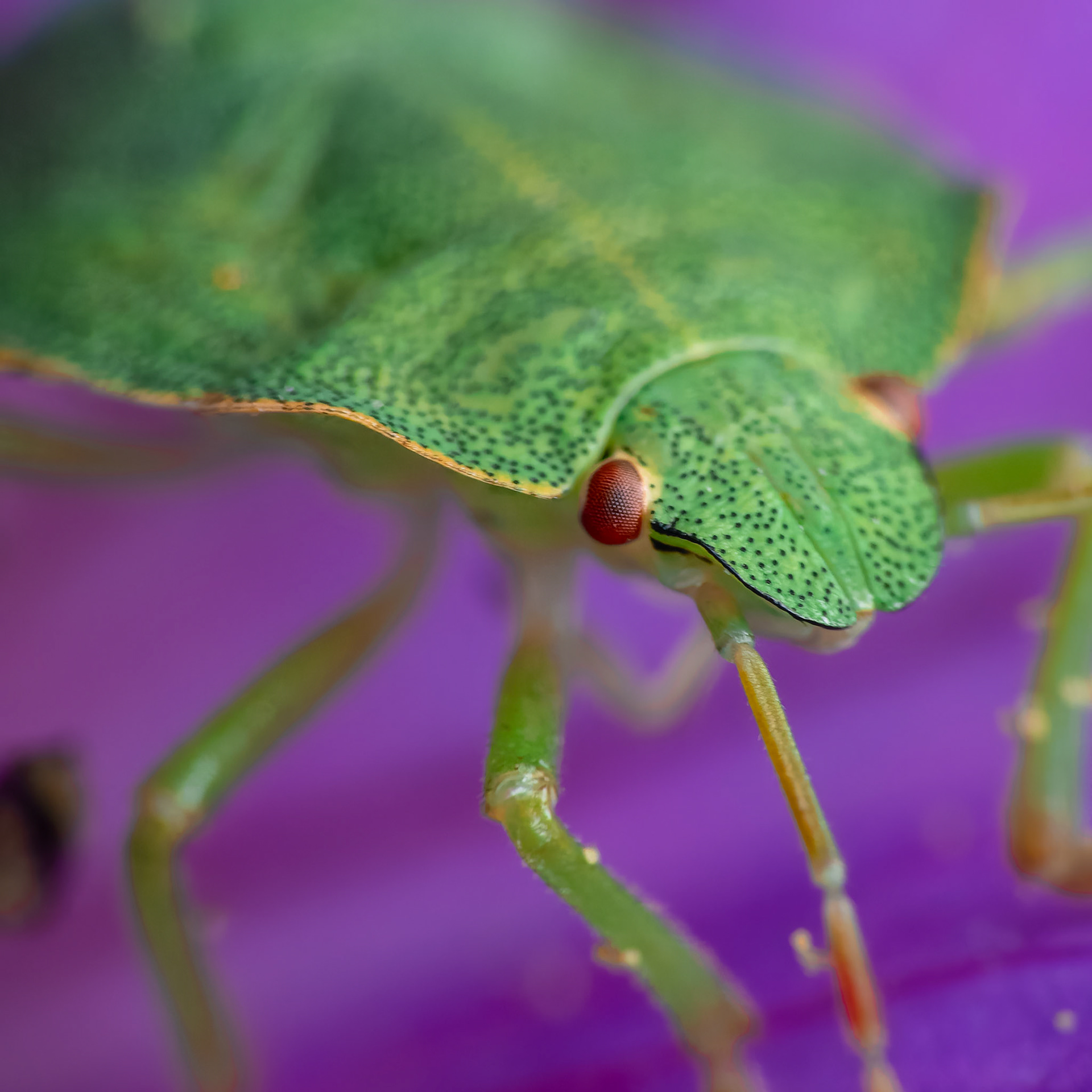 Punaise verte - Palomena prasina - Green Shield bug