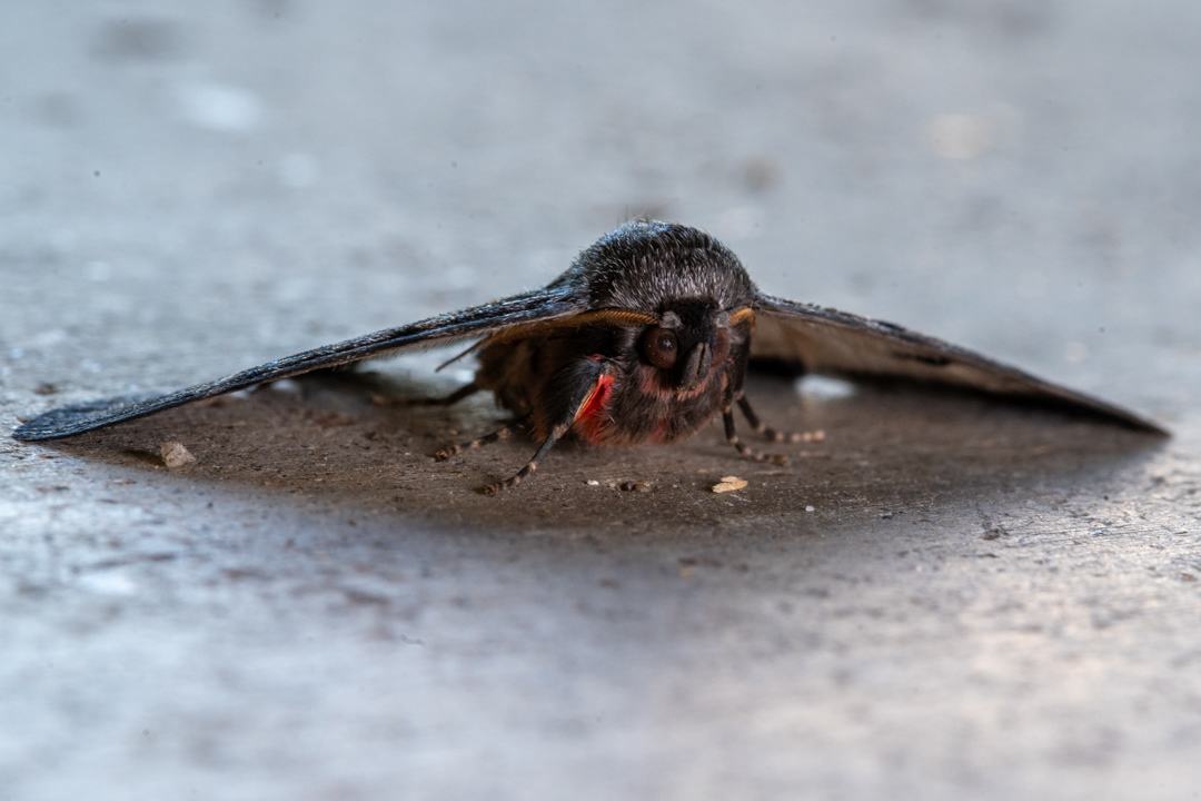 Moth