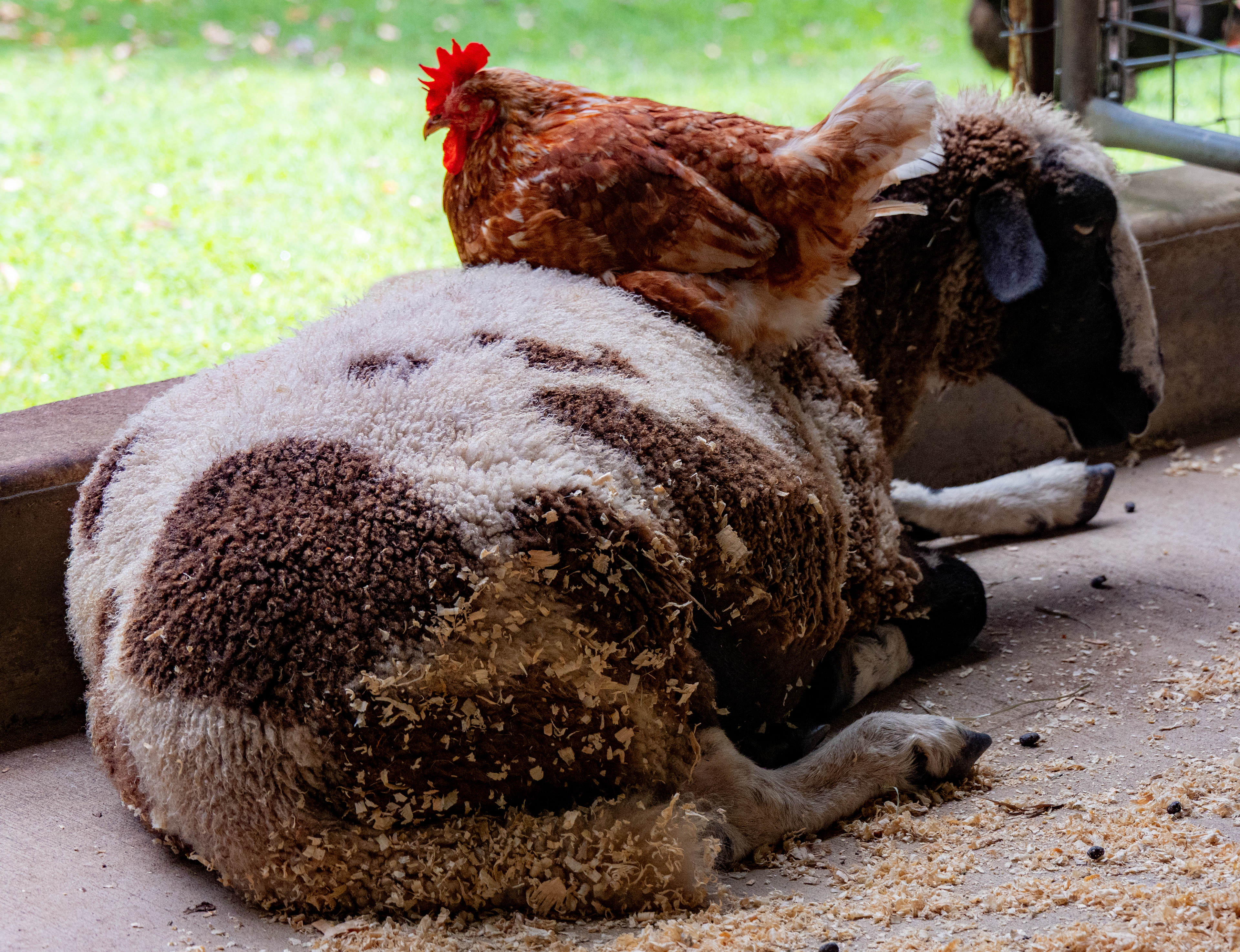 Lone Pine Koala Sanctuary