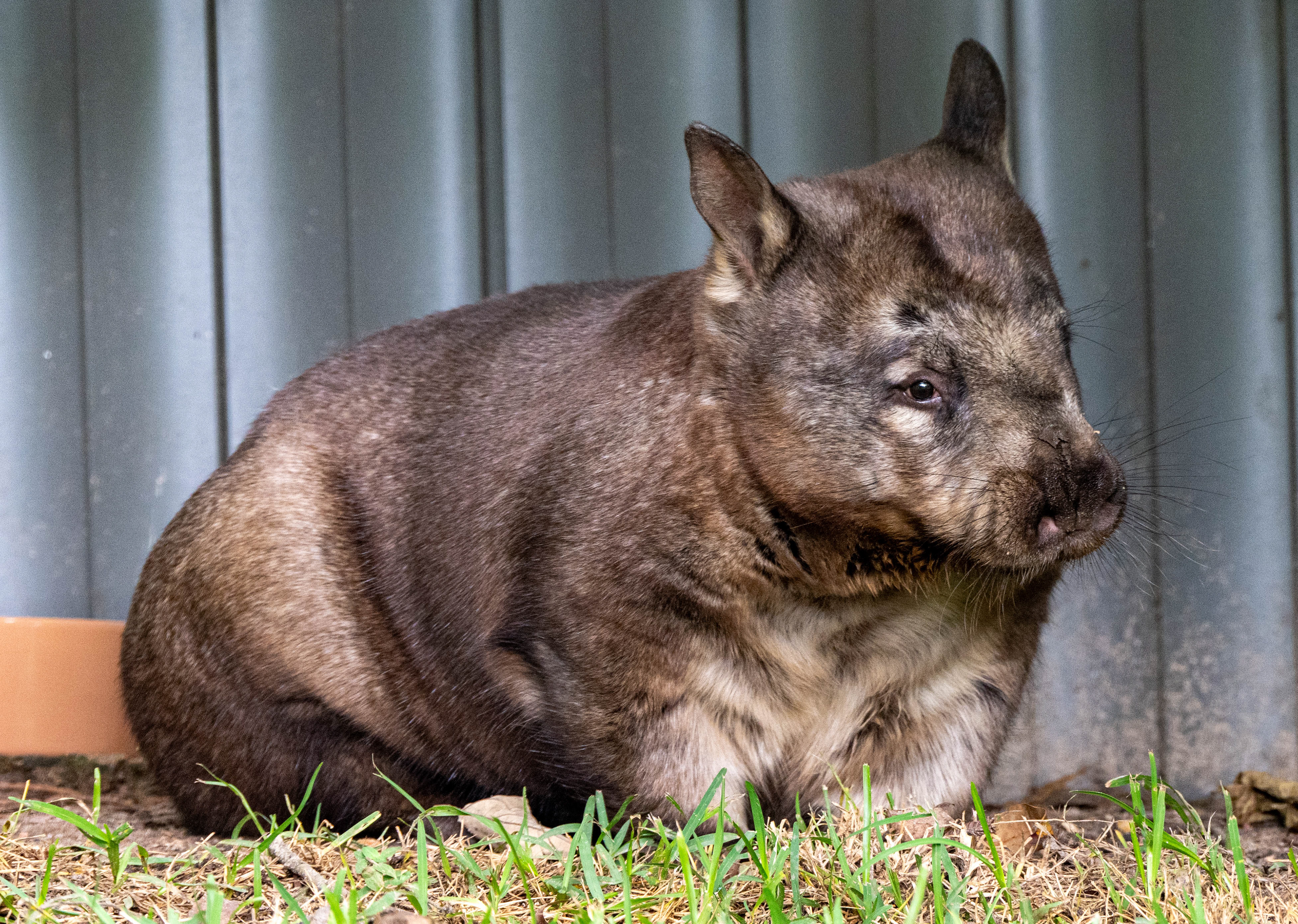 Wombat, Big Pineapple Zoo