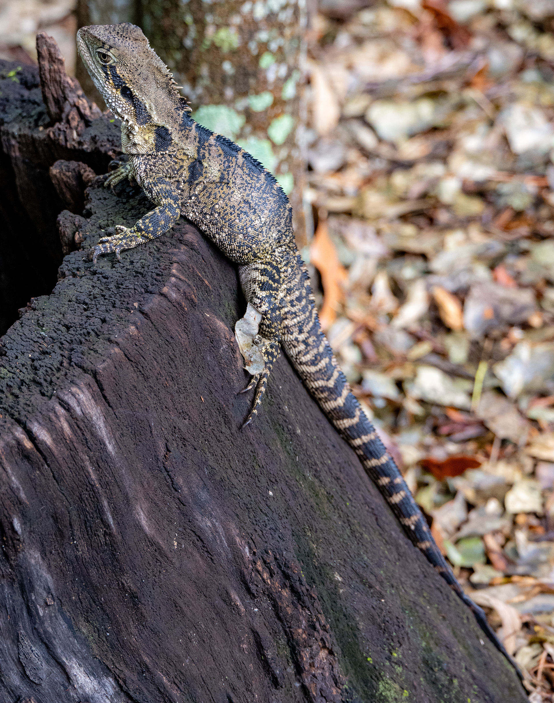 Lone Pine Koala Sanctuary