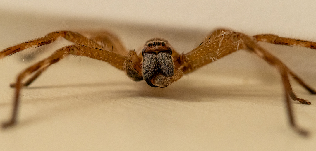 Huntsmen Spider in my bedroom