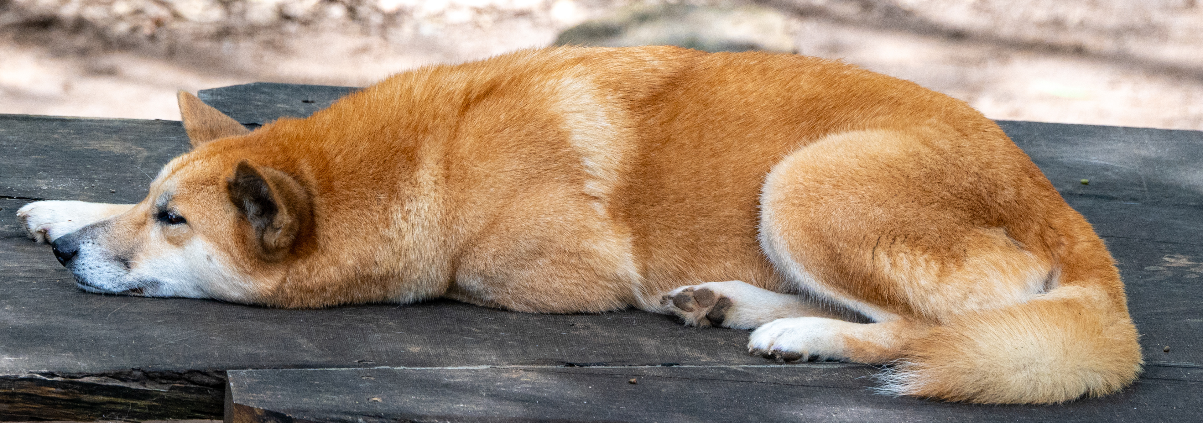 Dingo, Lone Pine Koala Sanctuary