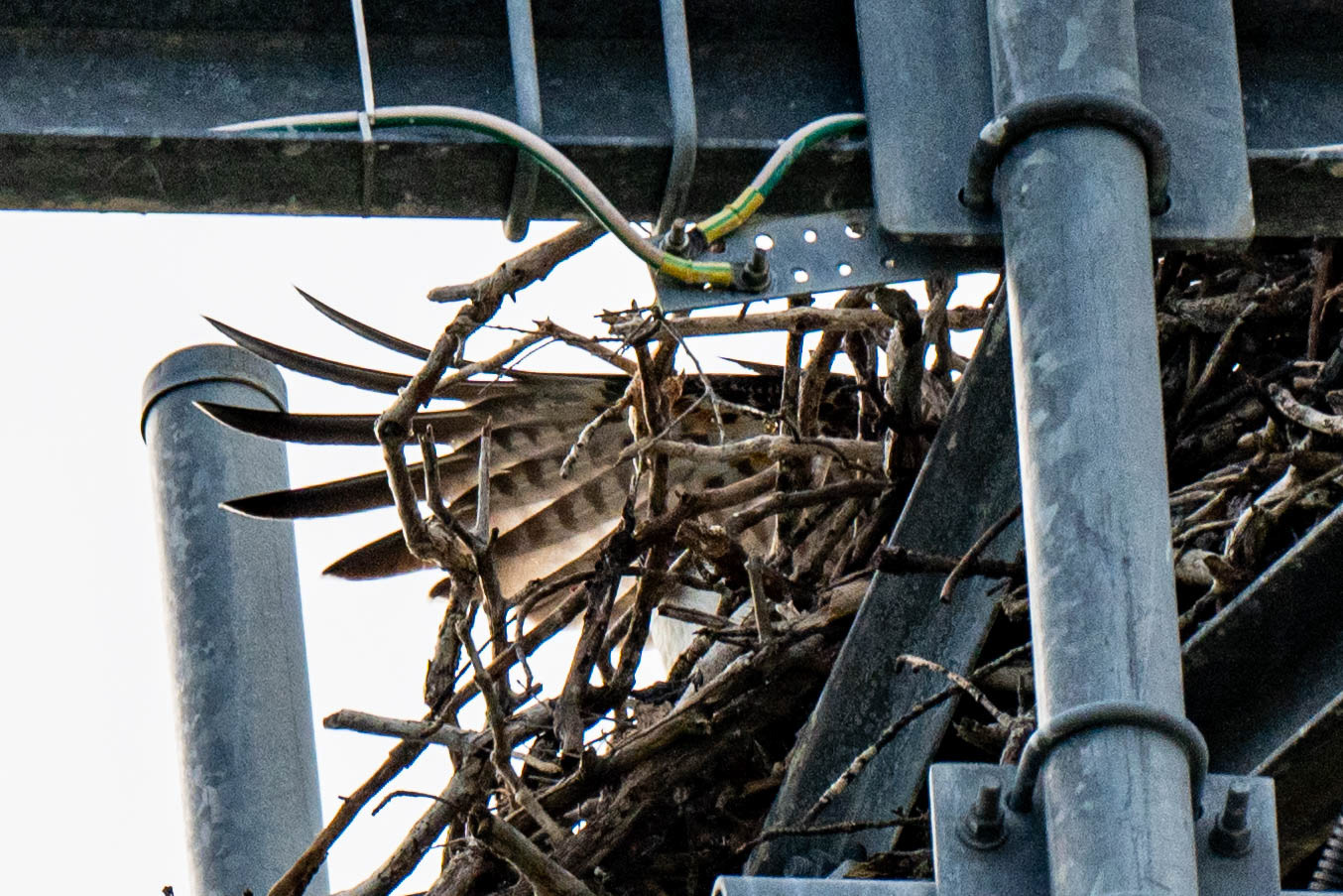 Taylors Beach, was only able to catch the wing when it landed