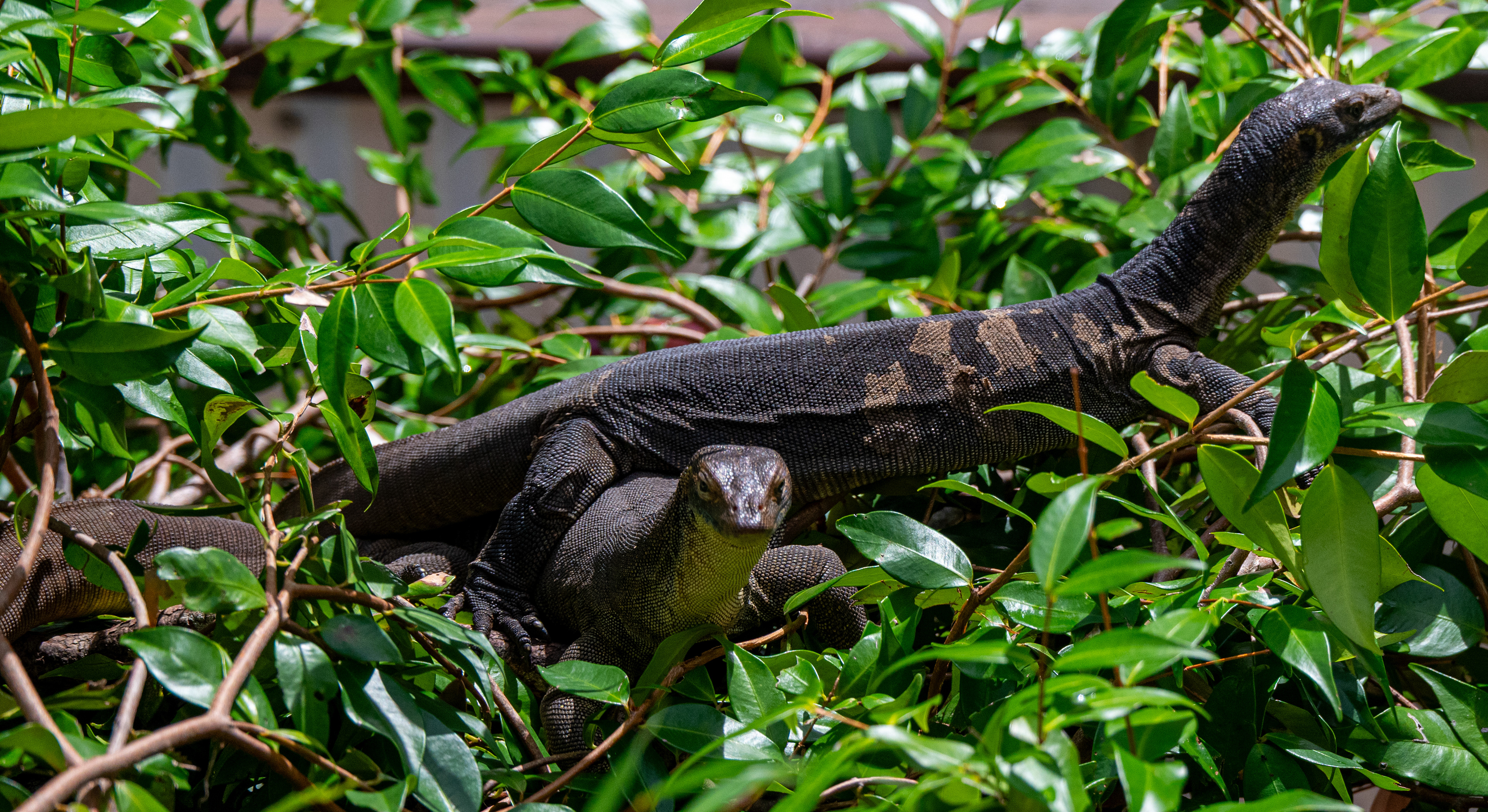 Lone Pine Koala Sanctuary