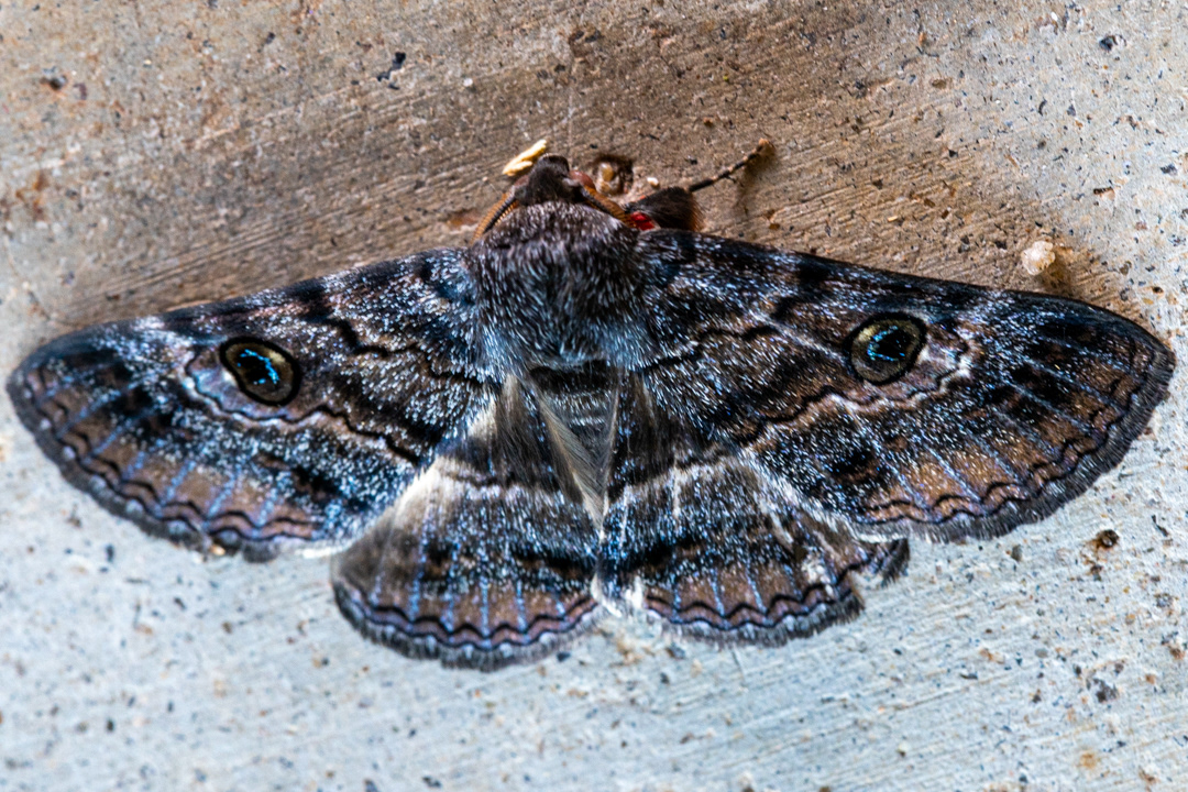 Moth