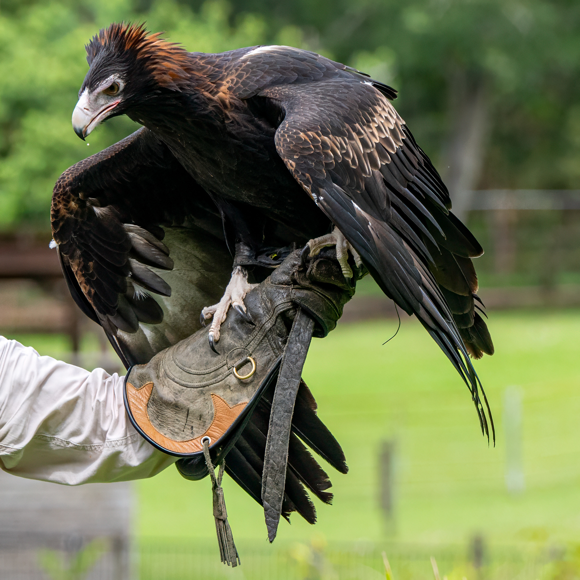 Lone Pine Koala Sanctuary