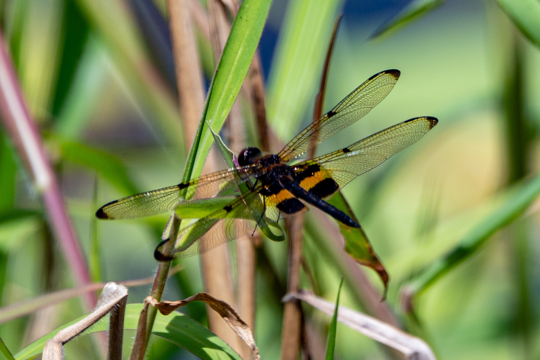 Dragonflies, taken at Lions Park