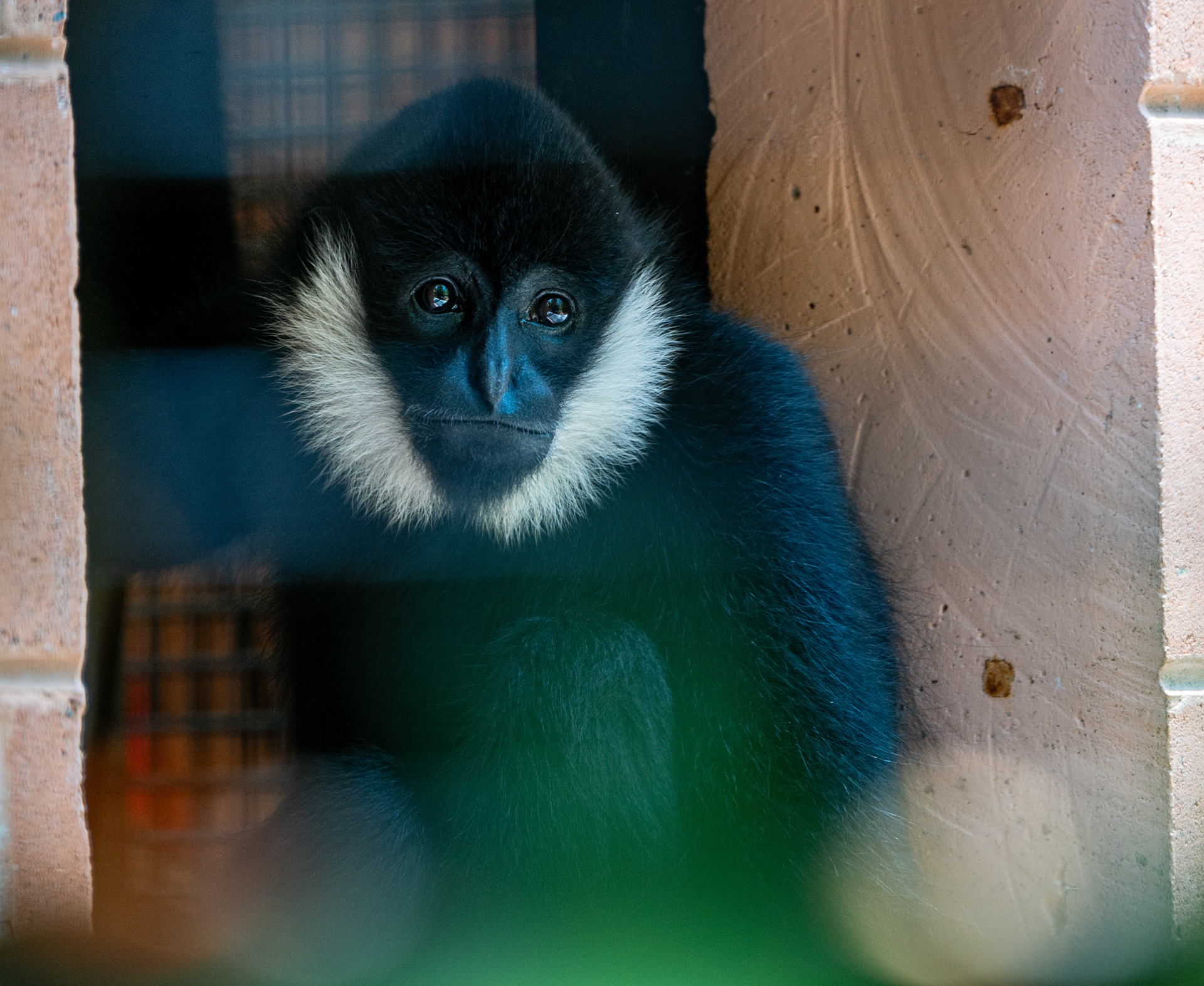 Gibbon