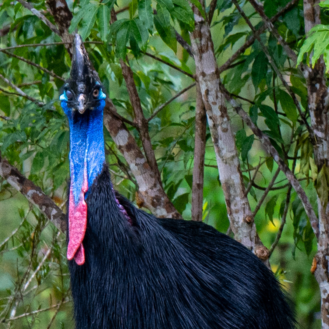Cassowary winking at me in Butterfly Valley