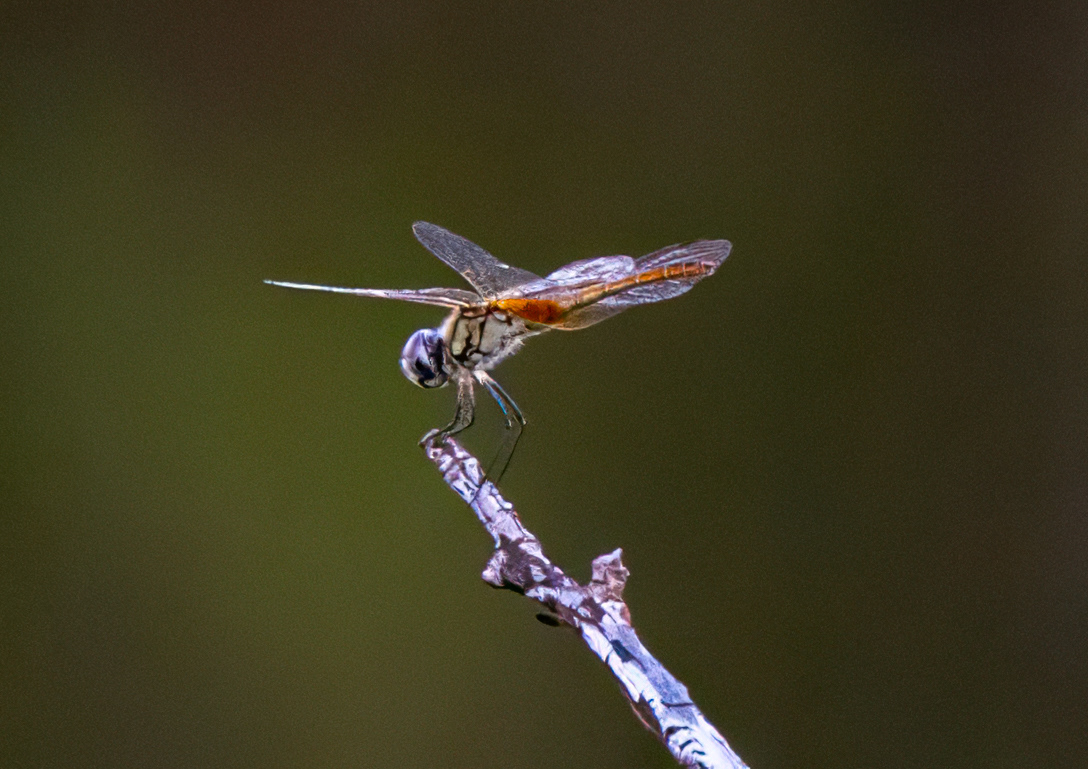 Dragonfly