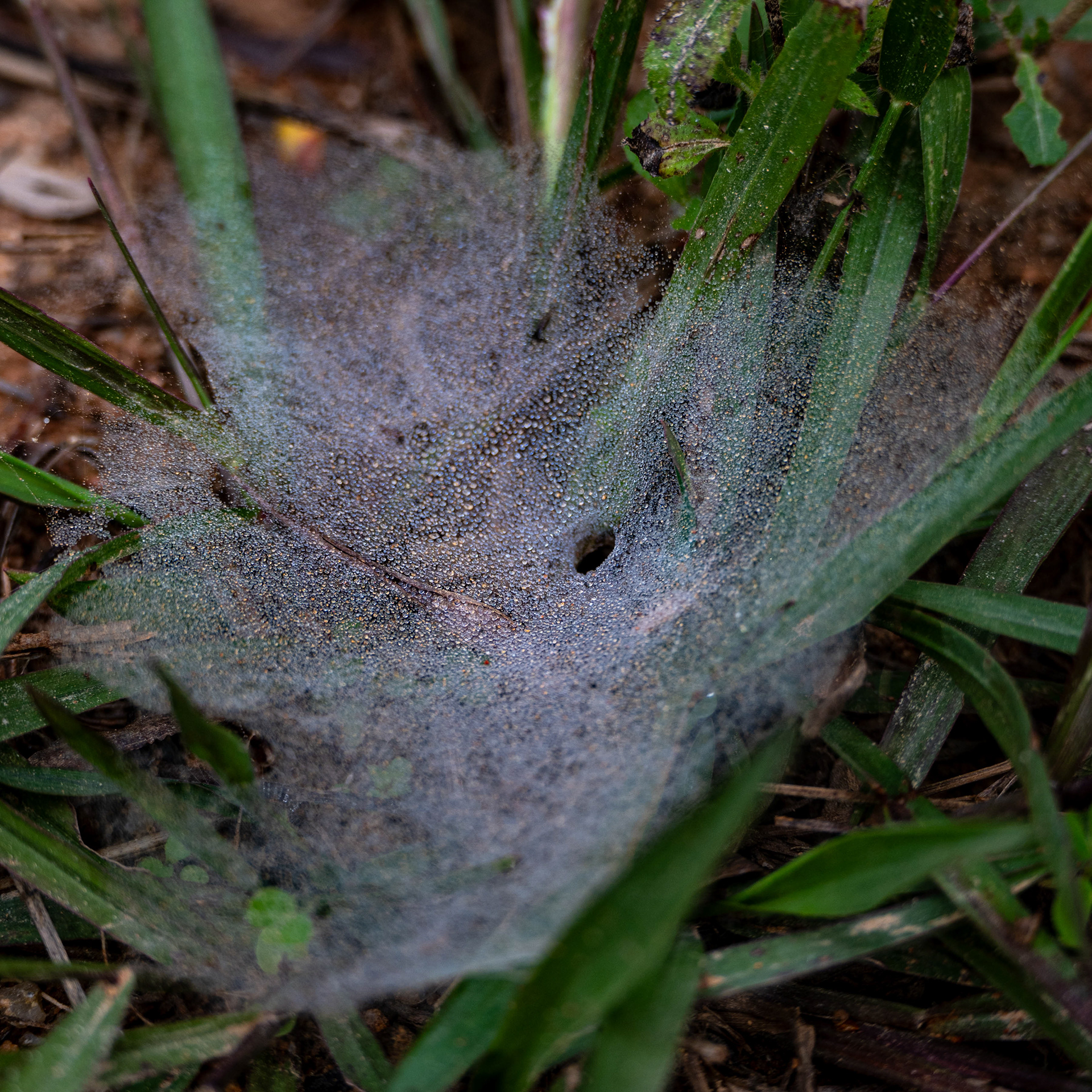 Spider web beside the road