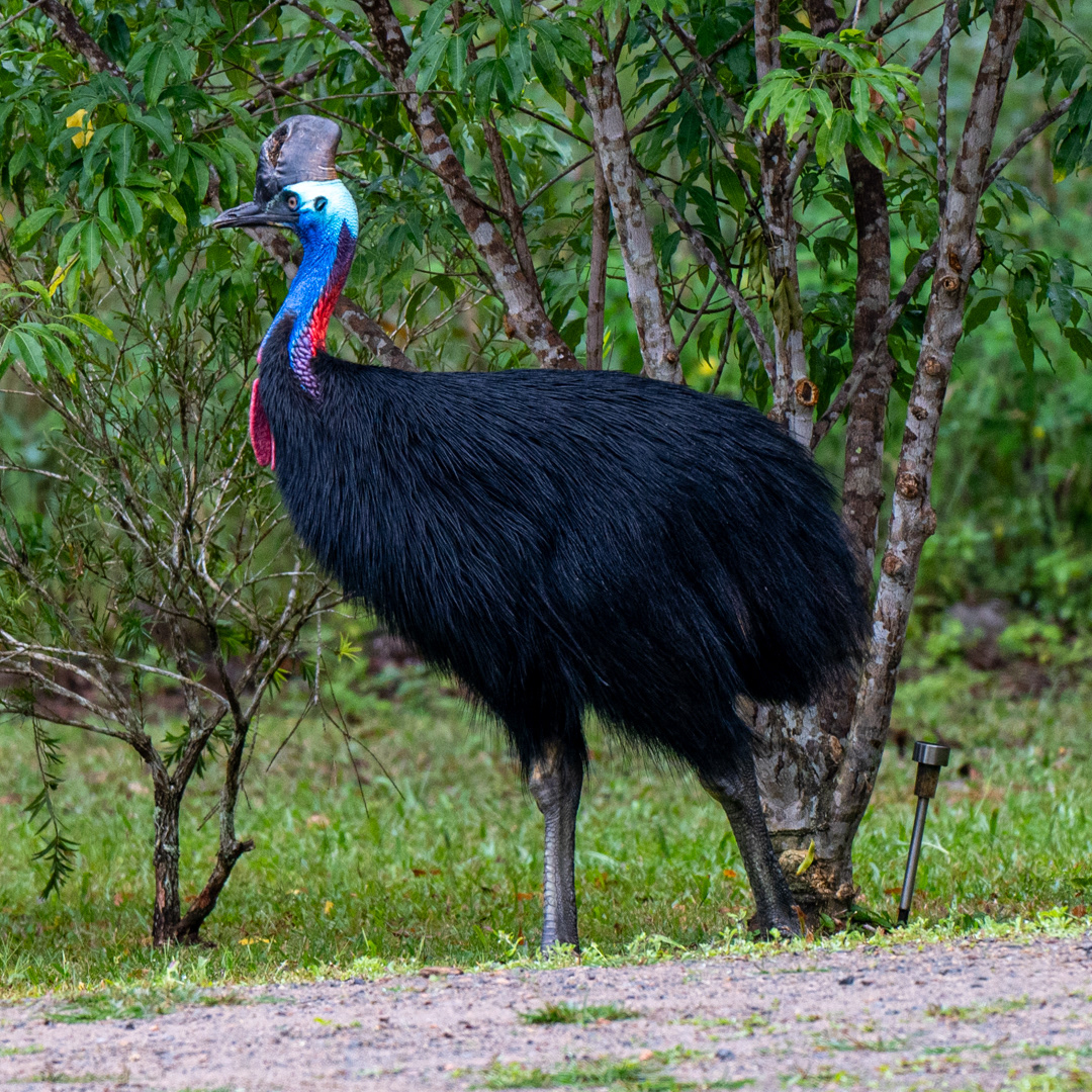 Cassowary in Butterfly Valley