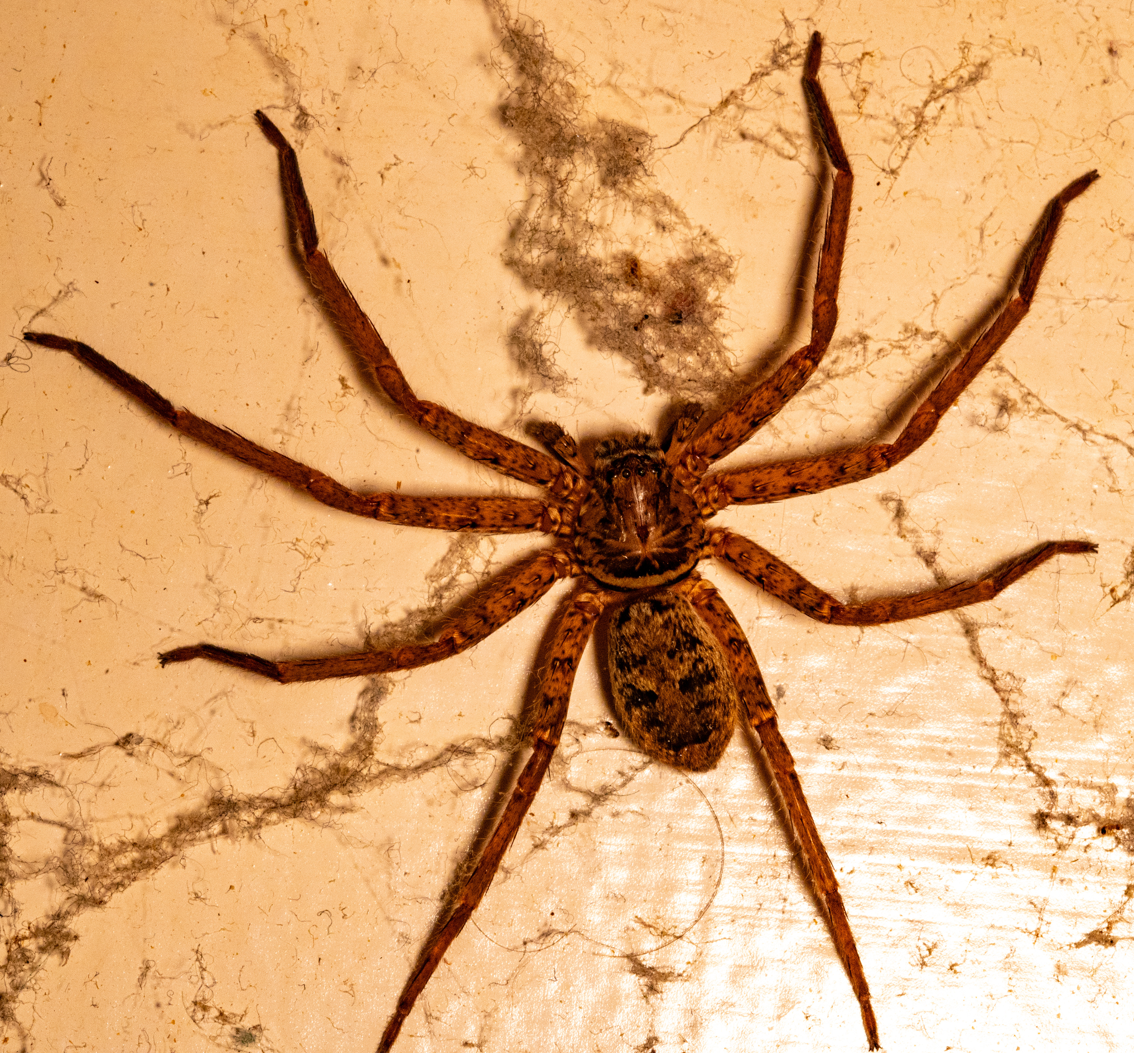 Huntsman wandering around the house