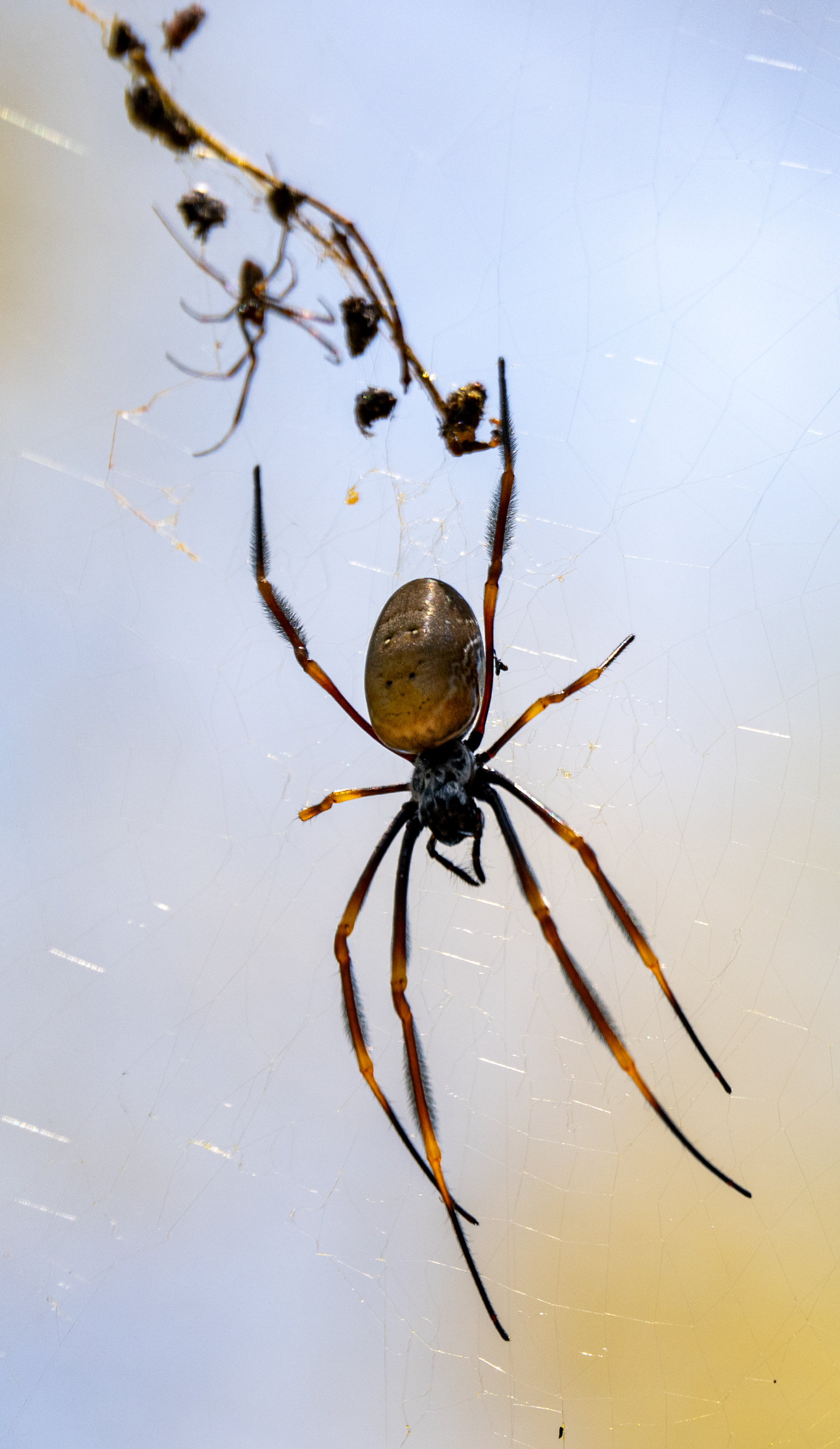 Golden Orb Weaver