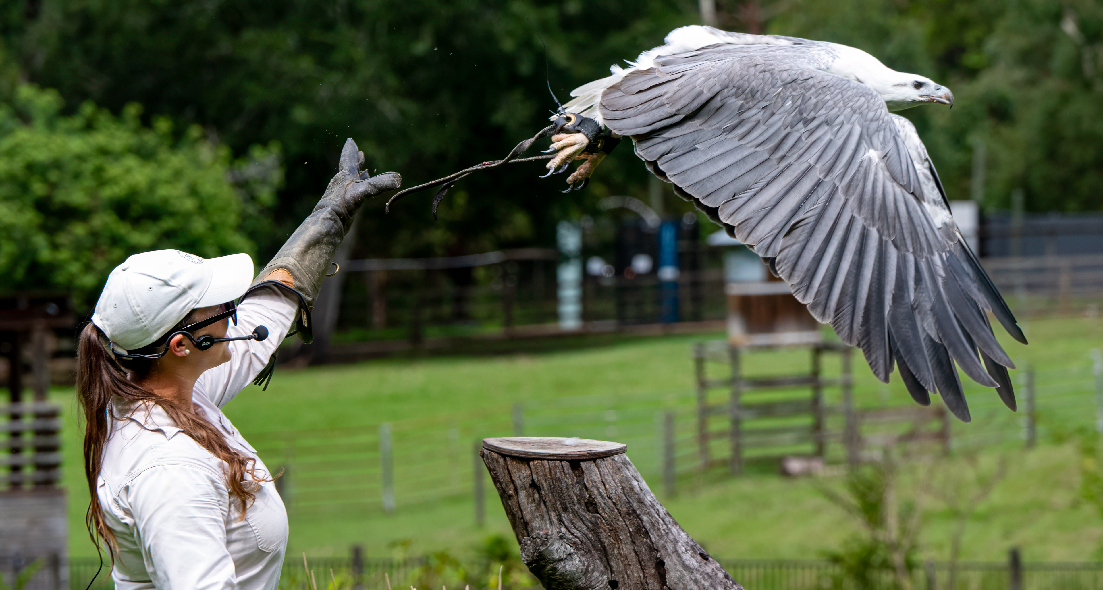 Lone Pine Koala Sanctuary