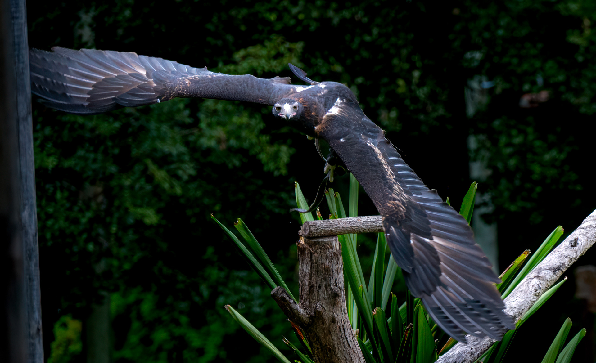 Lone Pine Koala Sanctuary