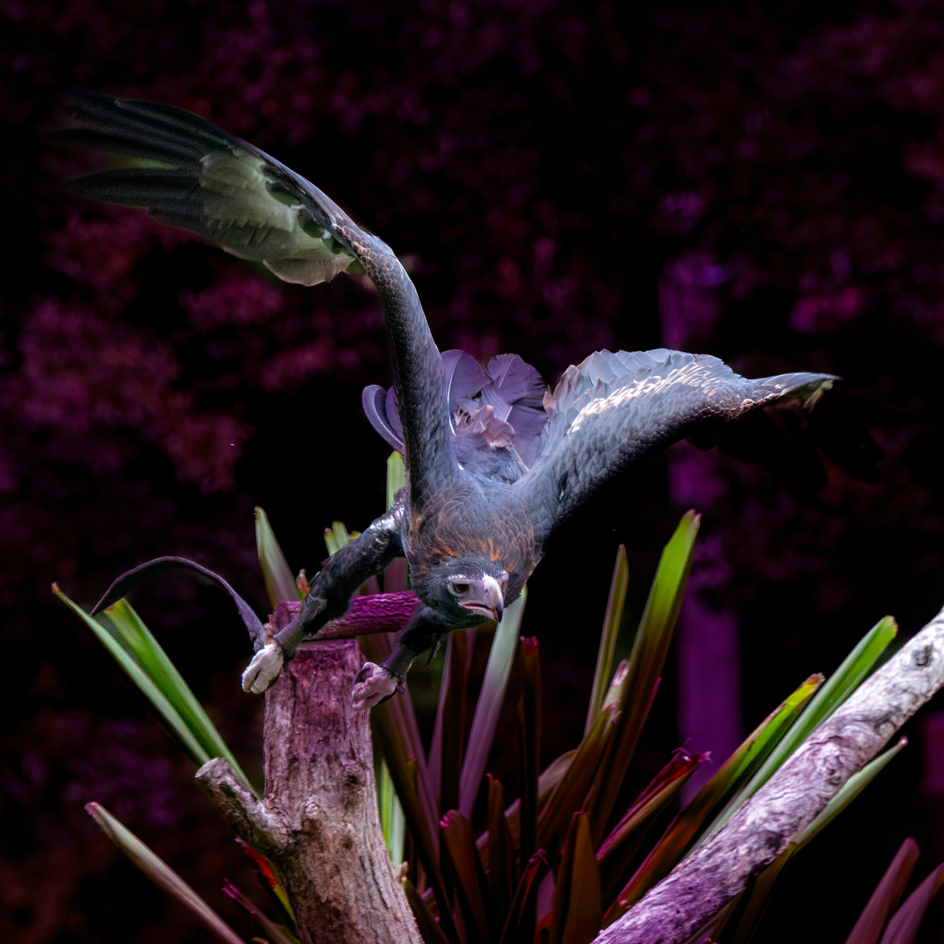 Lone Pine Koala Sanctuary