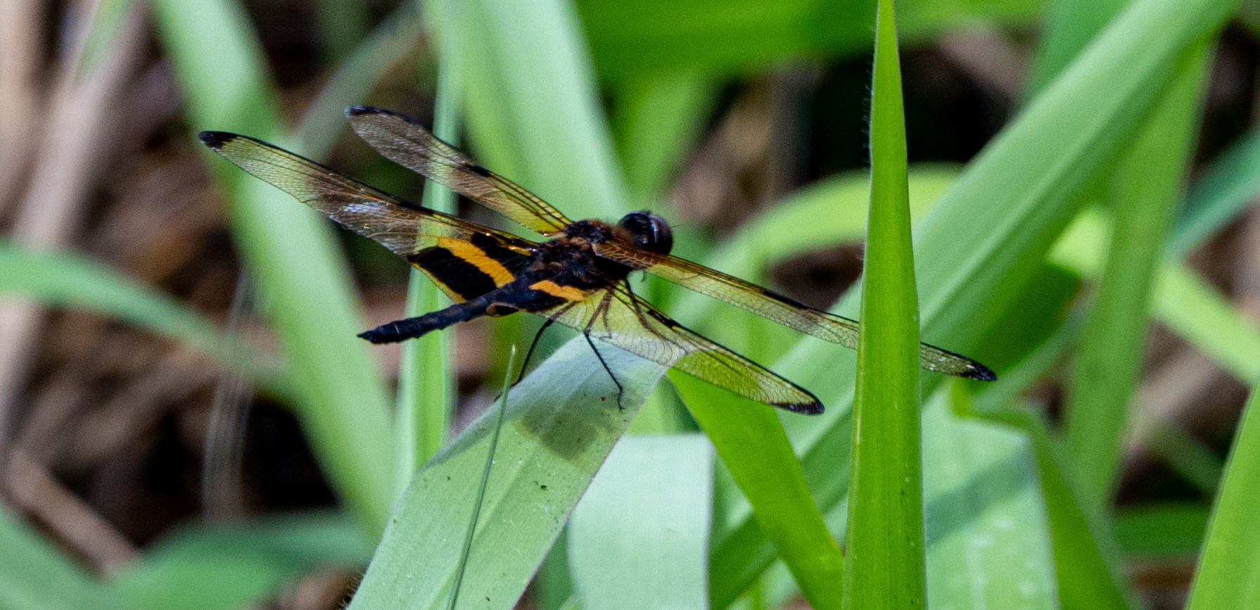 Dragonflies, taken at Lions Park