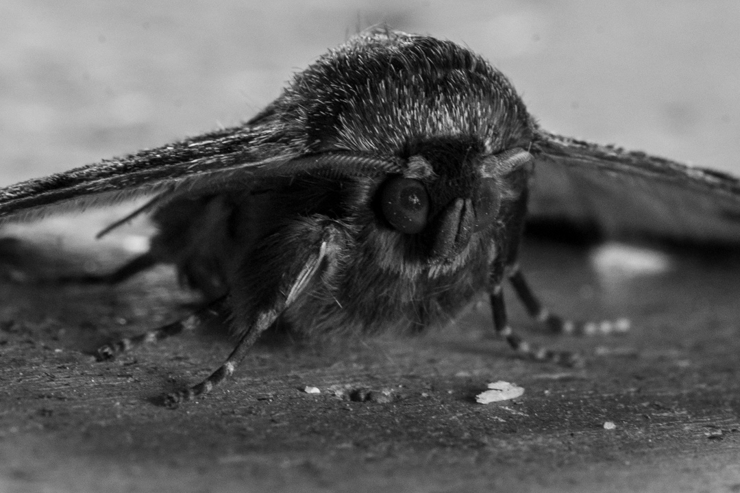 Moth