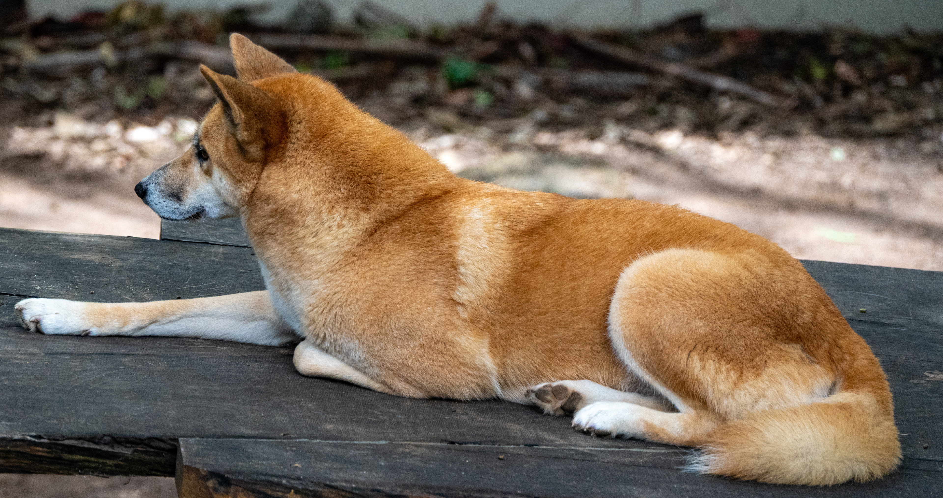 Dingo, Lone Pine Koala Sanctuary