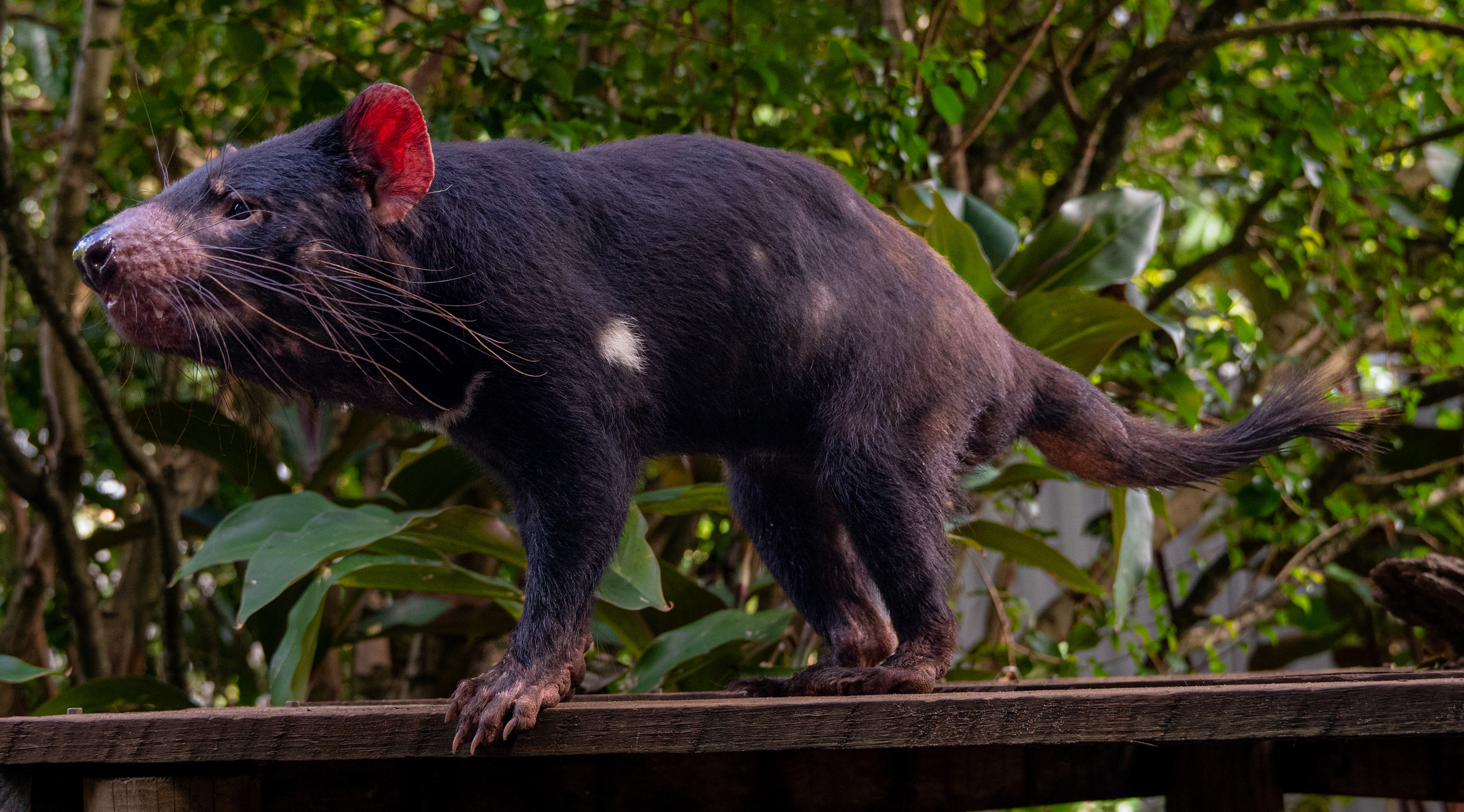 Tasmanian Devil, Big Pineapple Zoo