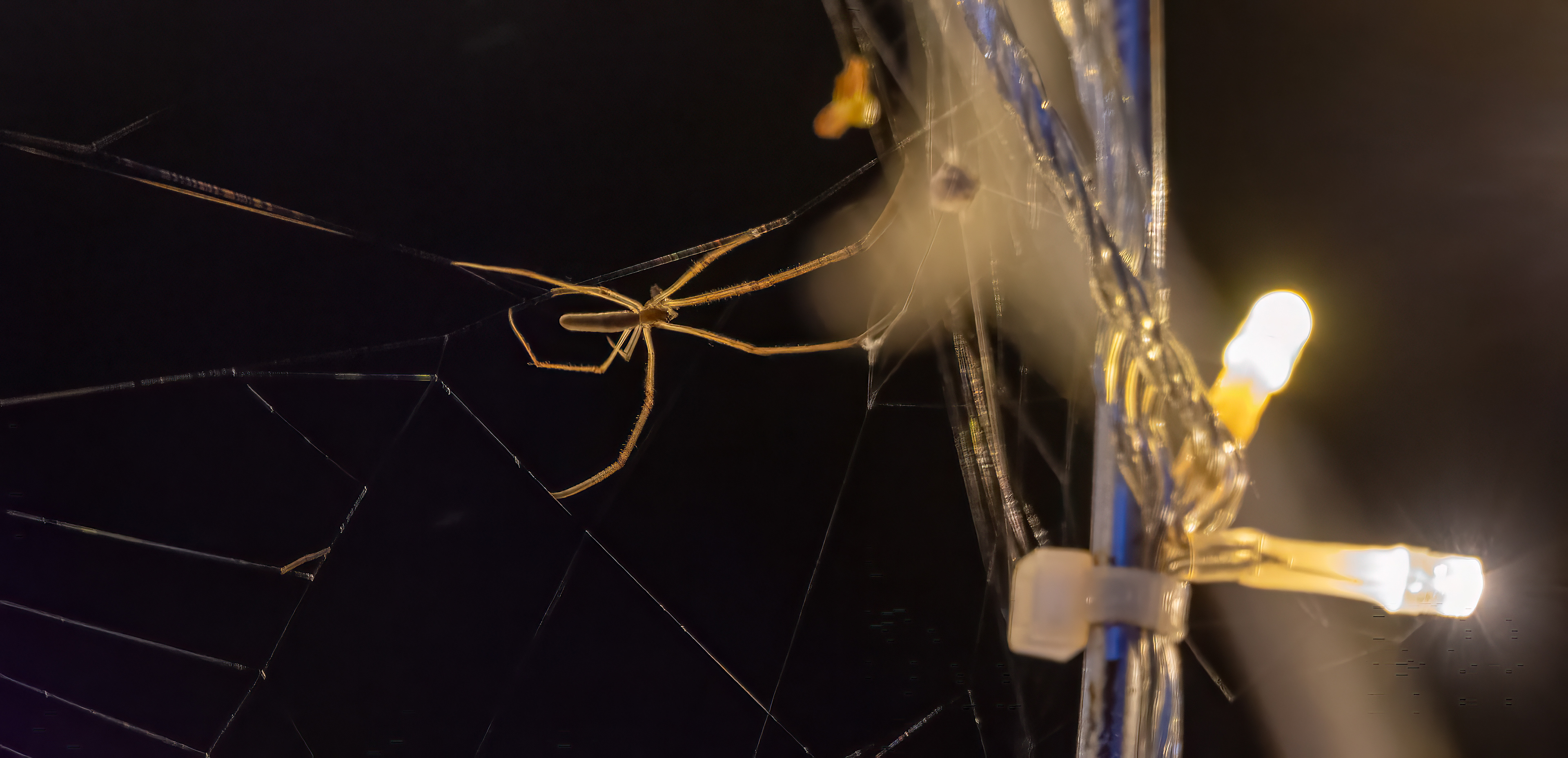 A spider found one of the lights very convenient for his web!