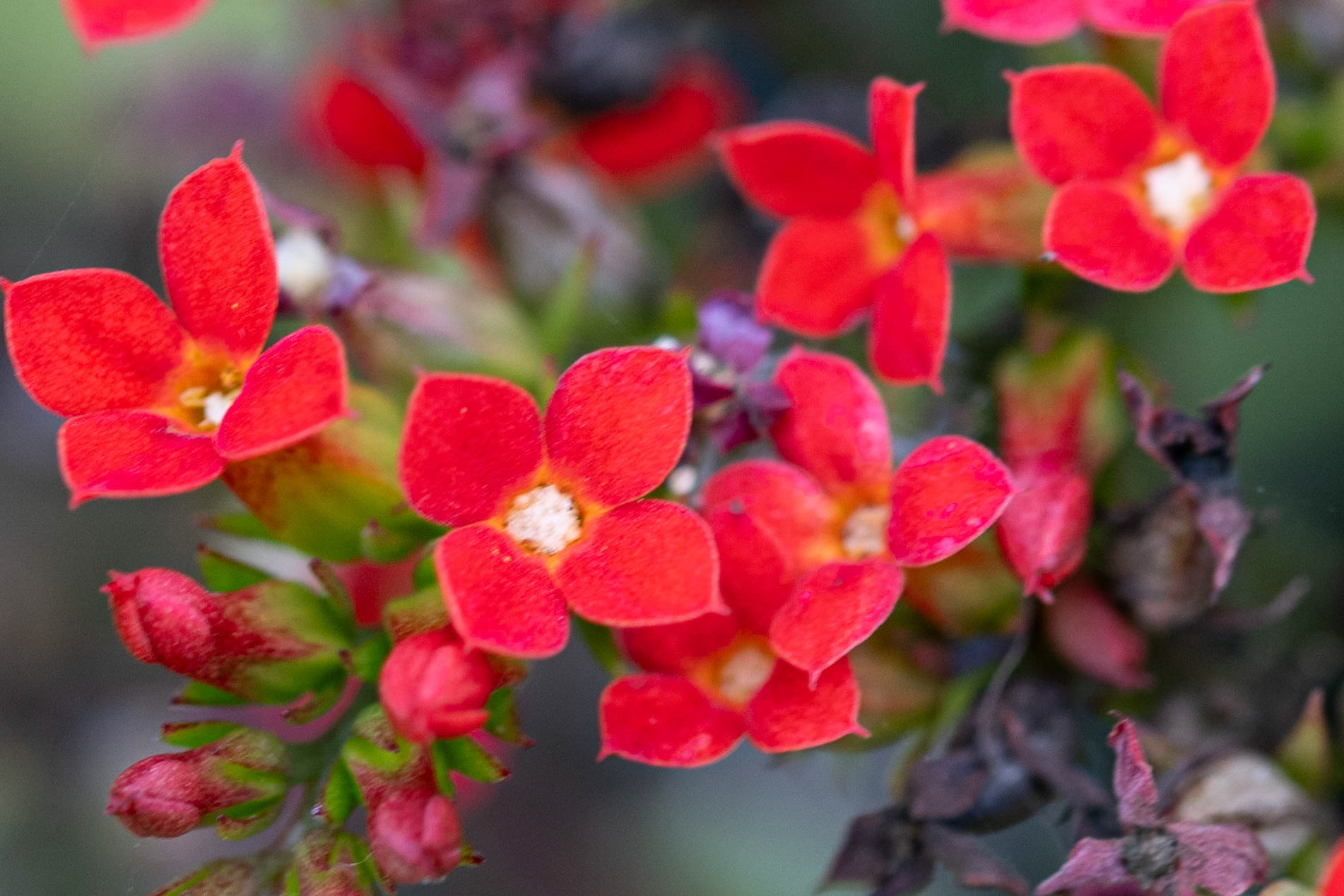 Butterfly Valley, macro lens