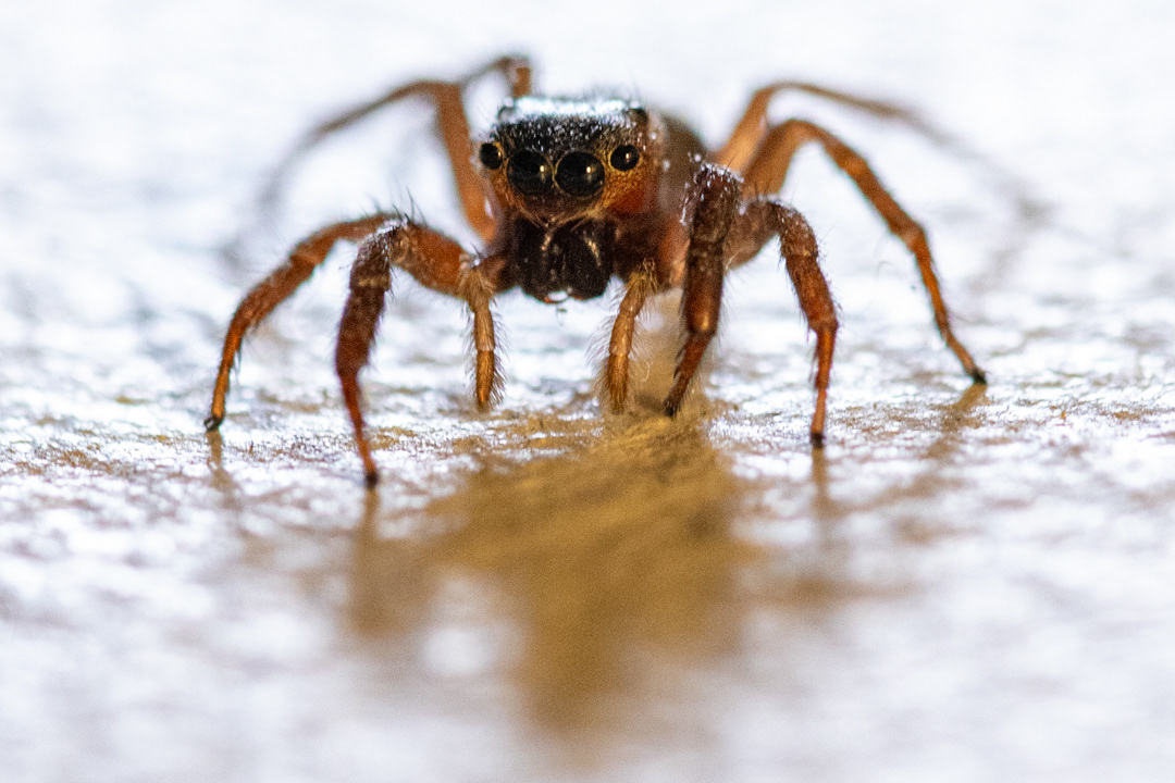 Jumping Spider