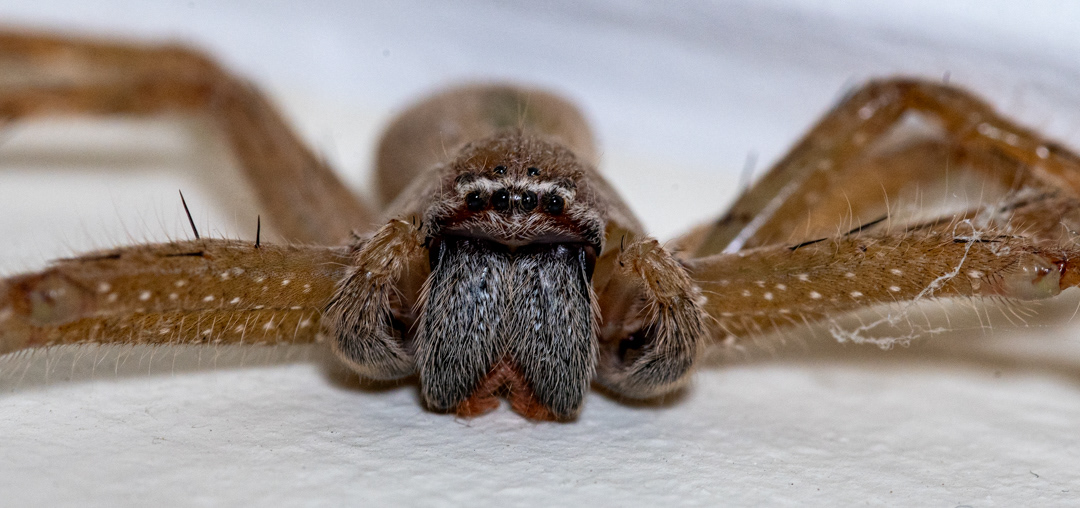 Huntsmen Spider in my bedroom