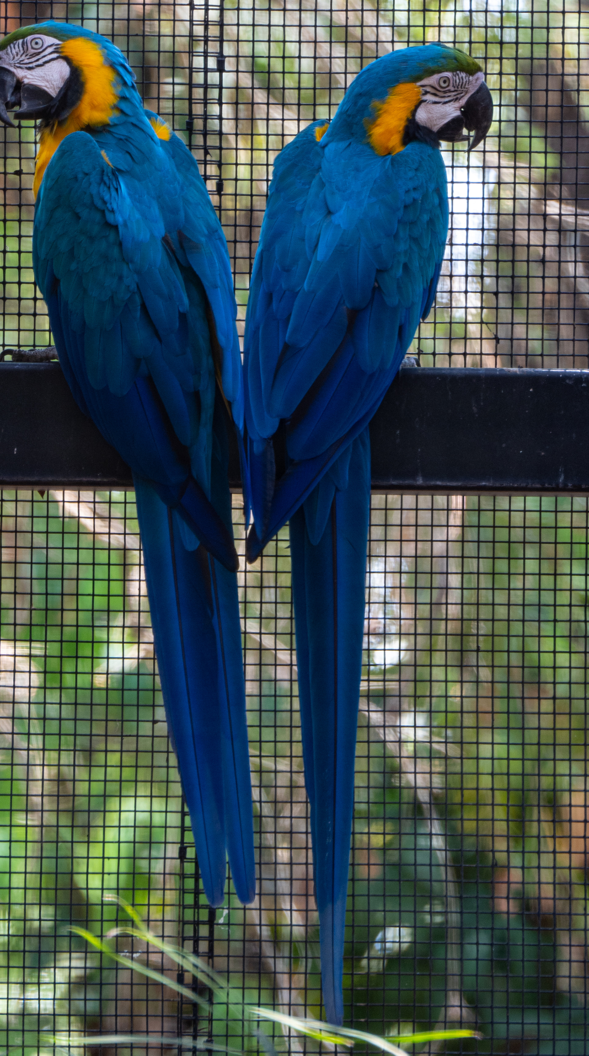 Macaws