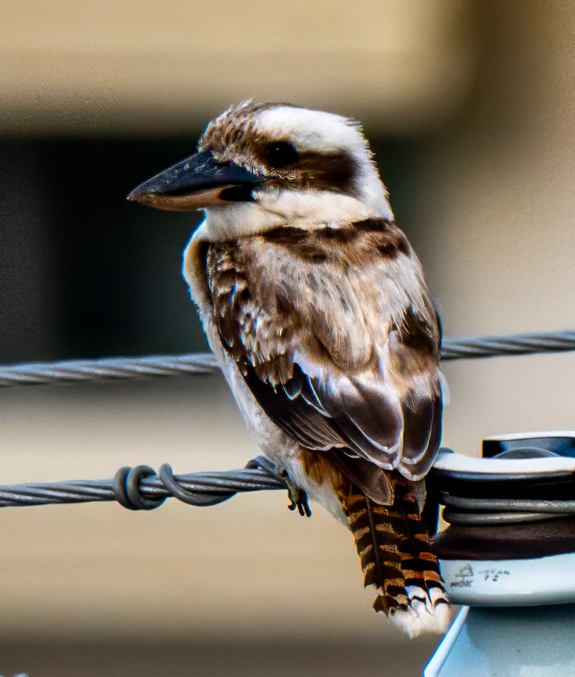 Kookaburra