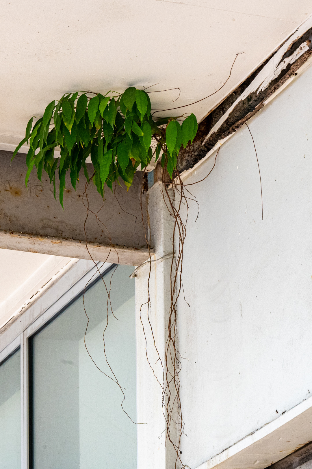 Cardwell, next to the Seabreeze cafe where we had breakfast