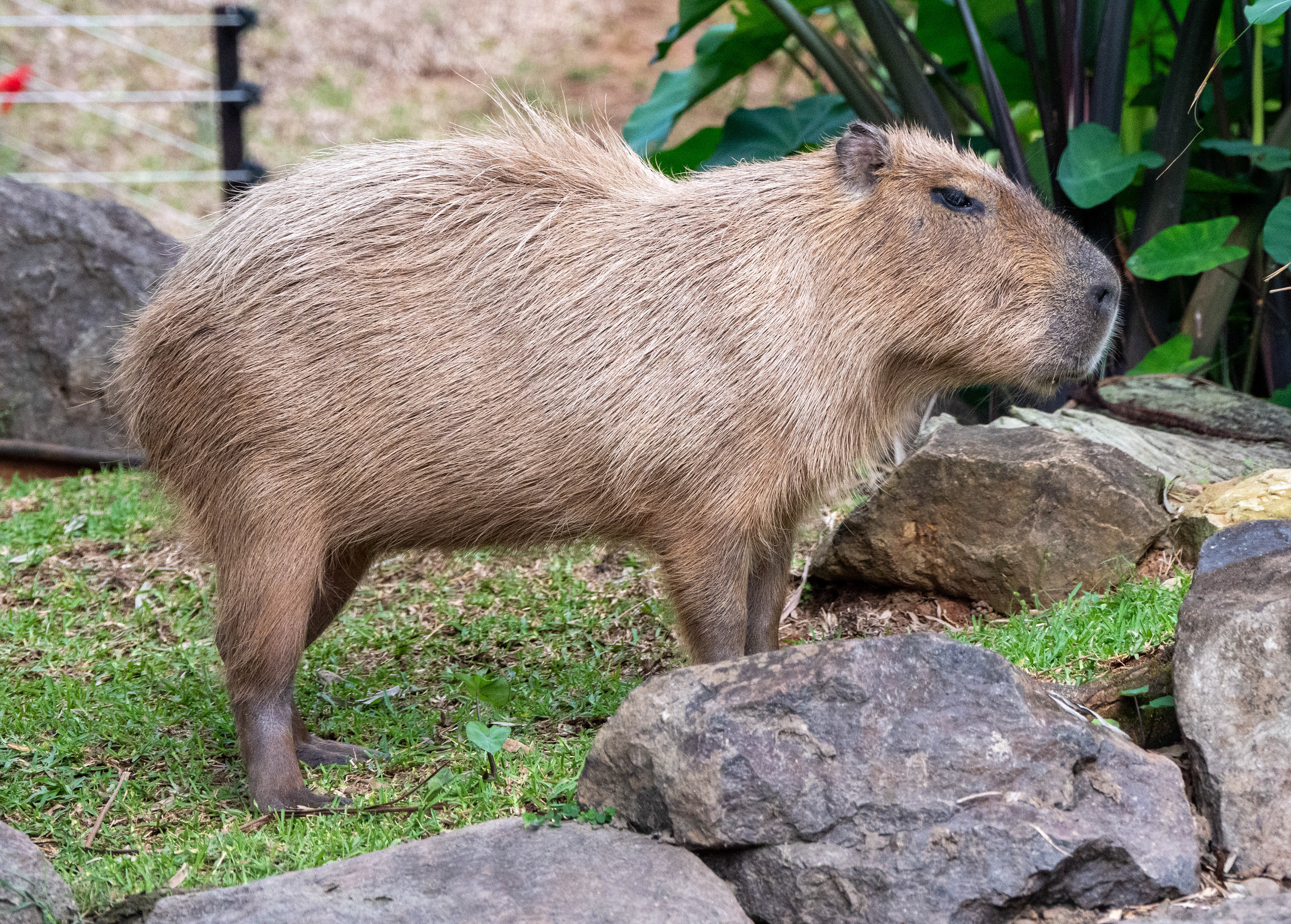 Cappybarra, Big Pineapple Zoo
