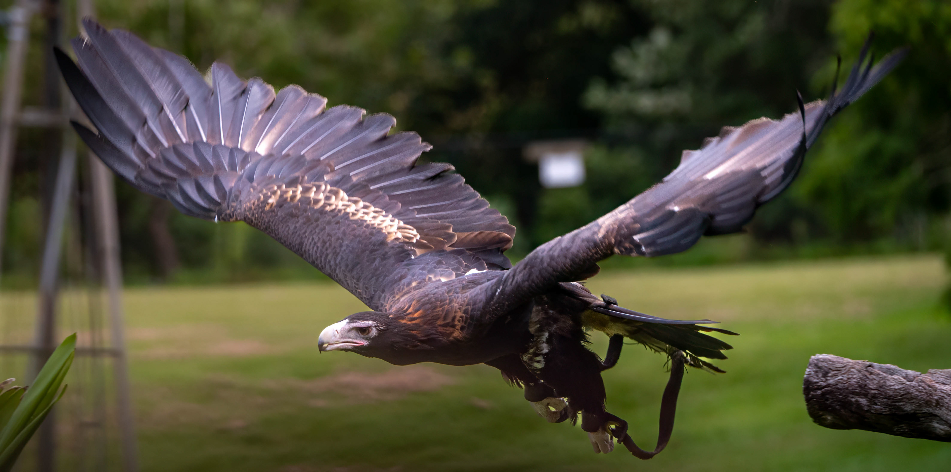 Lone Pine Koala Sanctuary