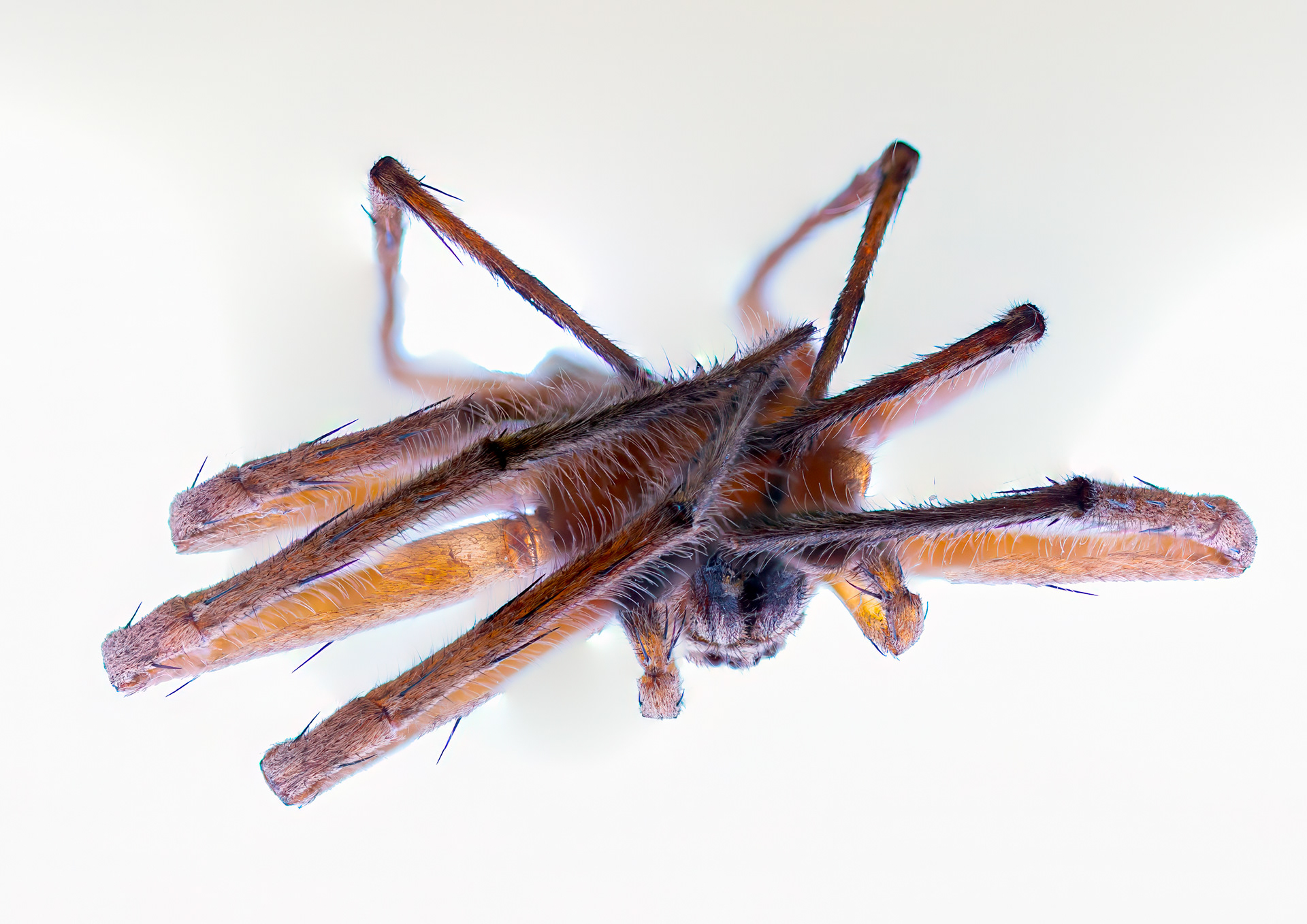 Poor dead huntsman, focus stacked from 30 images