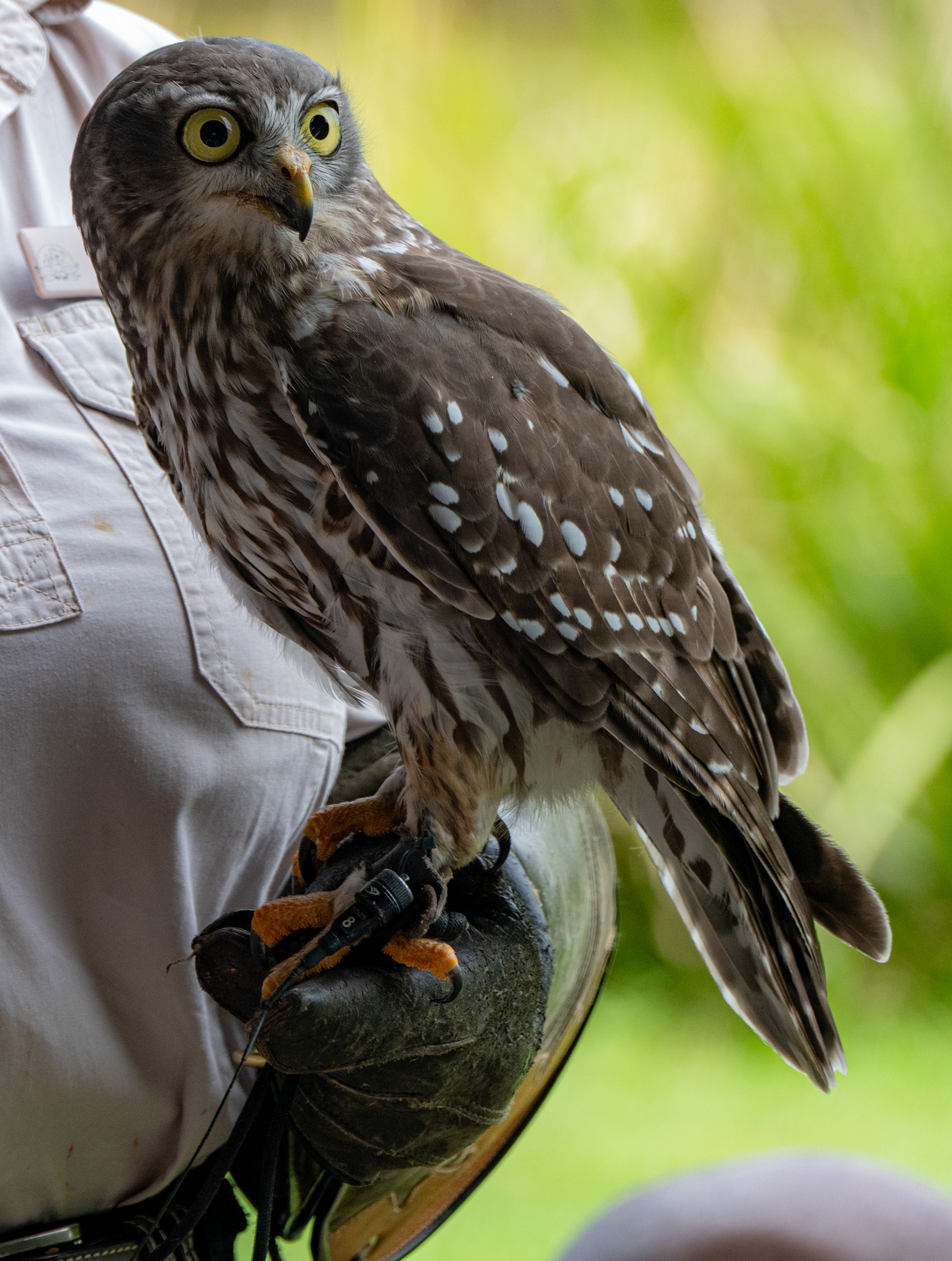 Lone Pine Koala Sanctuary