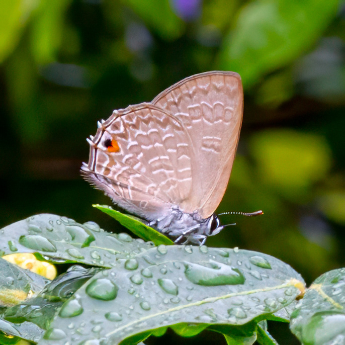 Butterfly in my garden