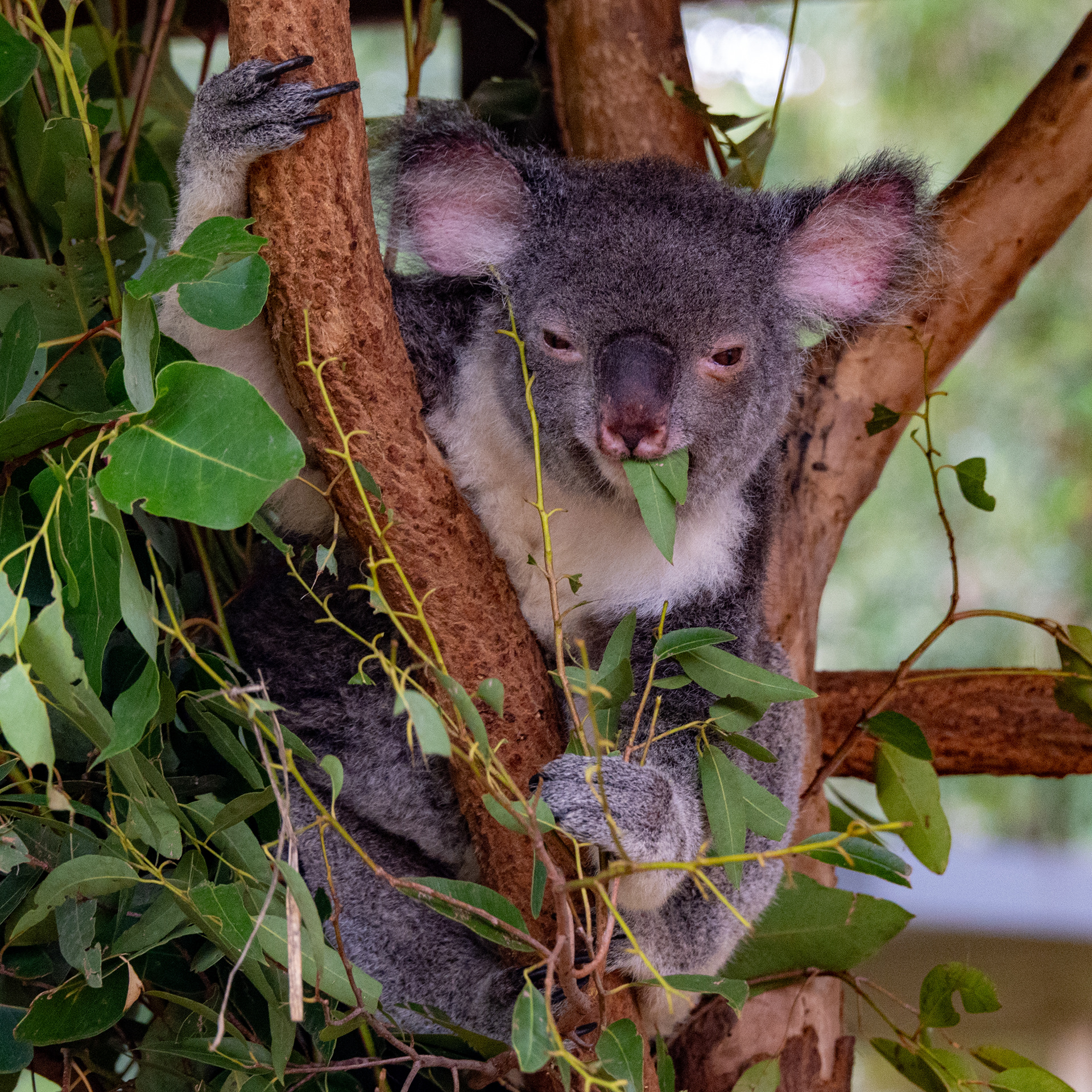 Koala, Lone Pine Koala Sanctuary