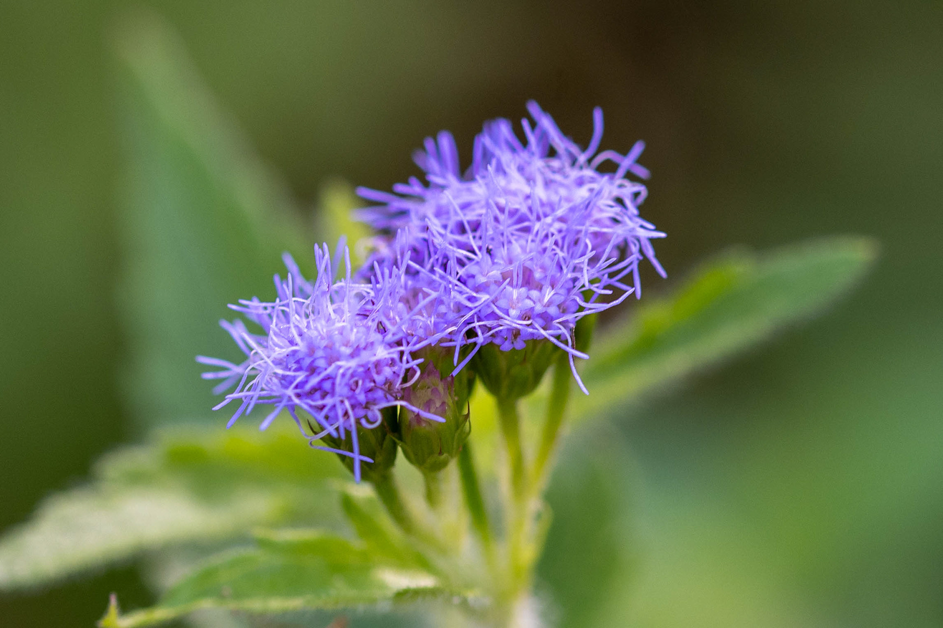 Butterfly Valley, macro lens