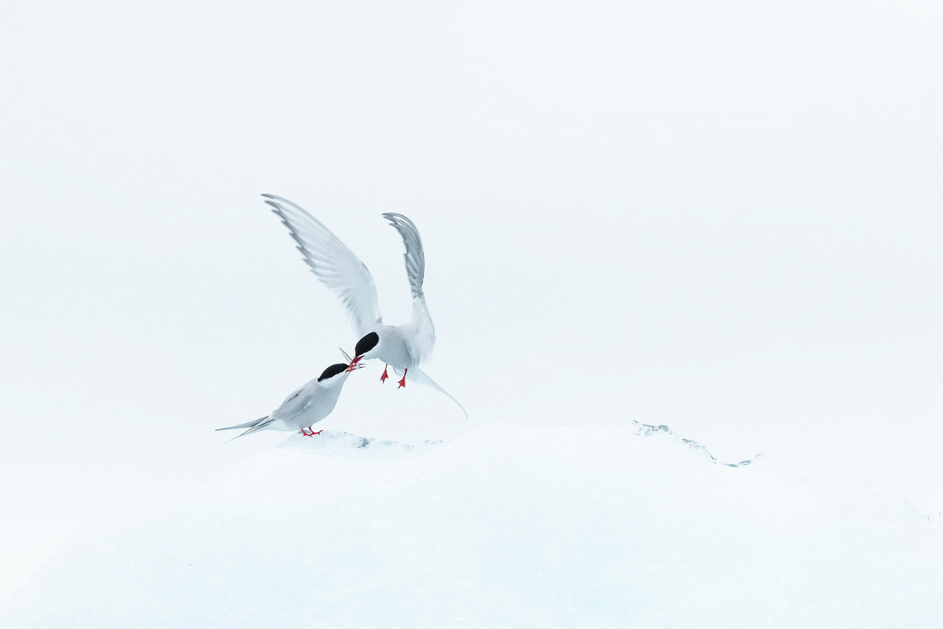 Parade nuptiale sternes arctiques